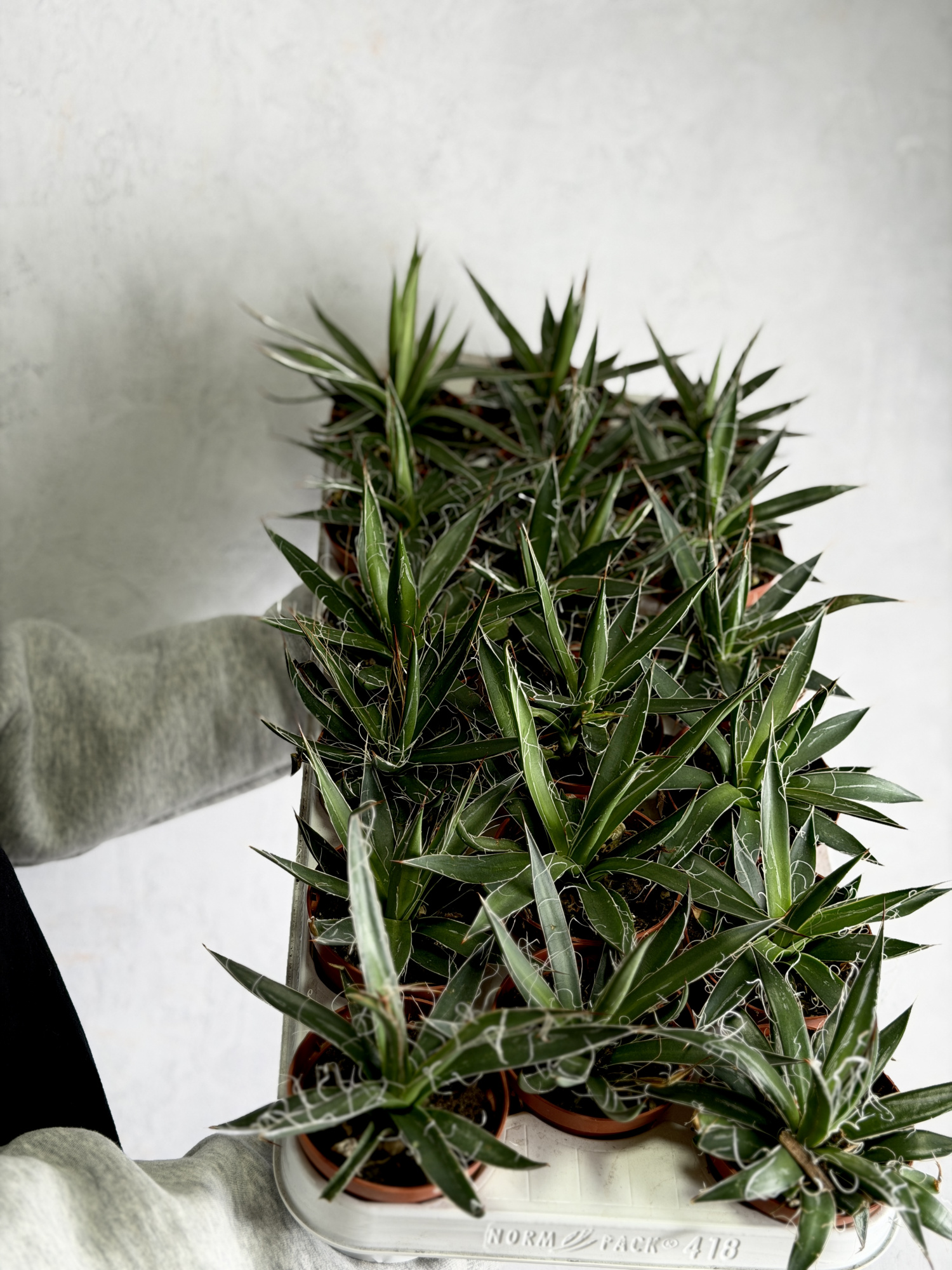 Агава Нитеносная (Agave Filifera) D8,5см