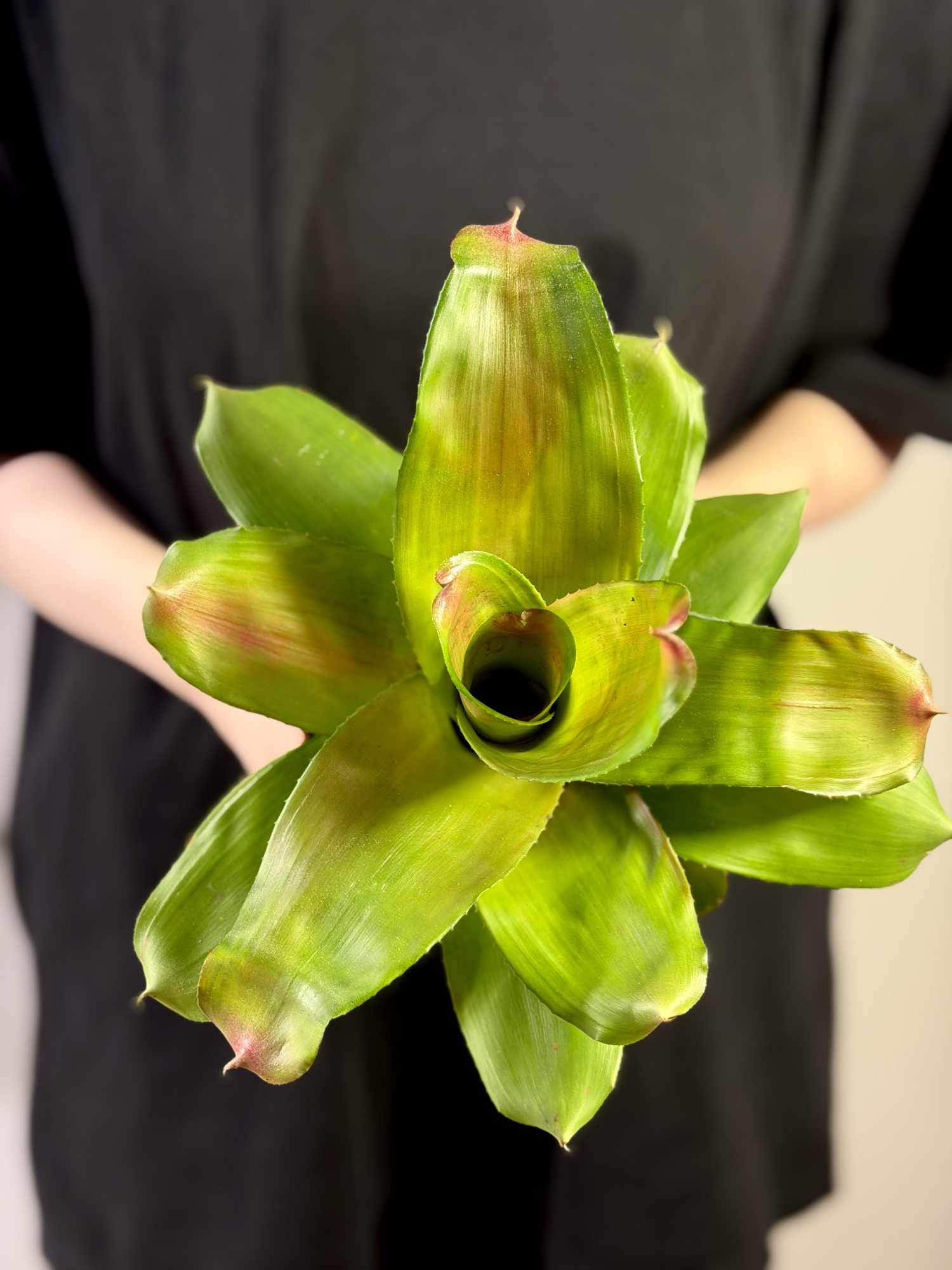 Неорегелия Розовая Скандор (Neoregelia Pink Scandor) D12см