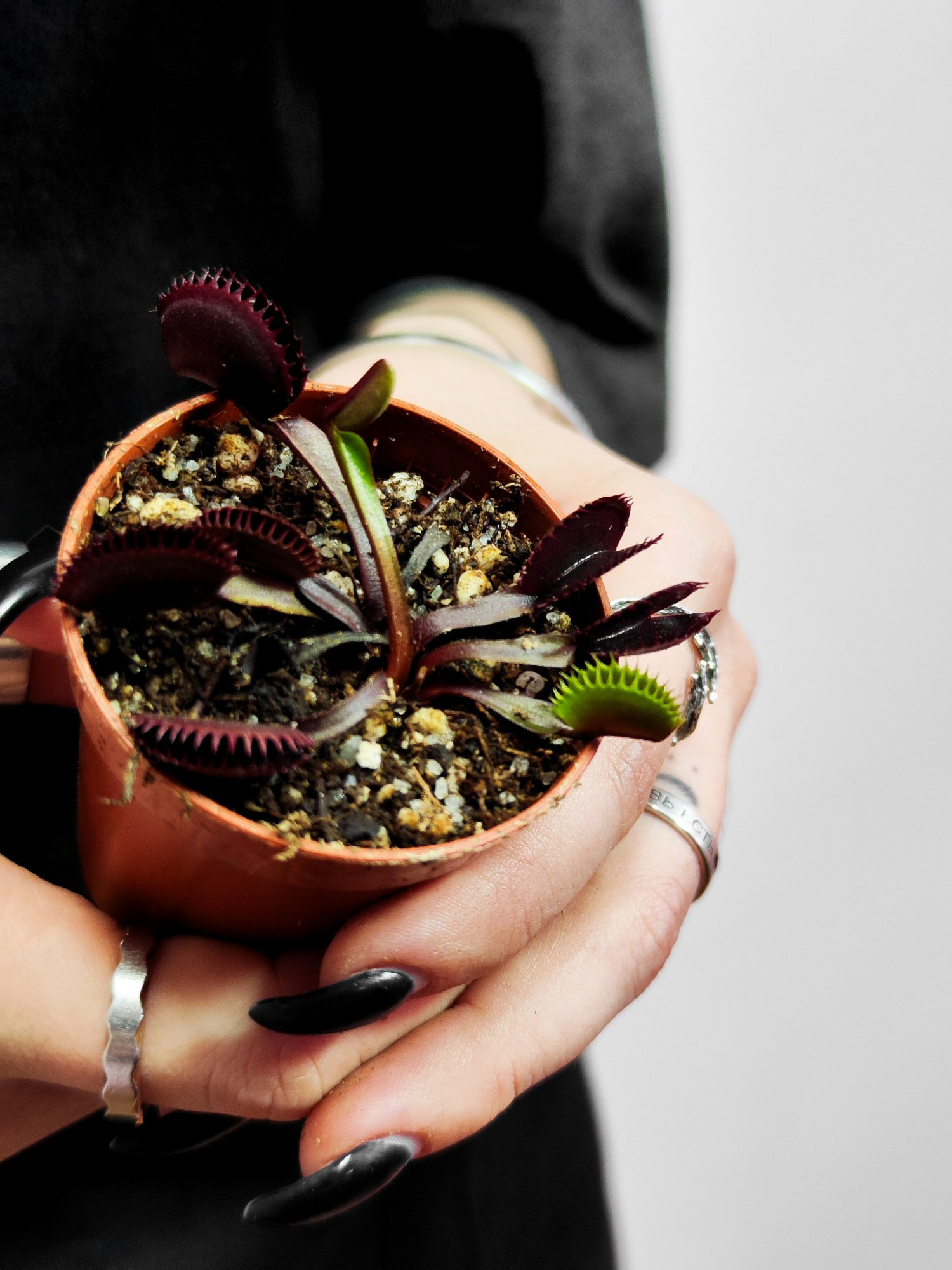Венерина Мухоловка "Зубья Красной Акулы" (Dionaea Muscipula "Red Shark Teeth") D6см