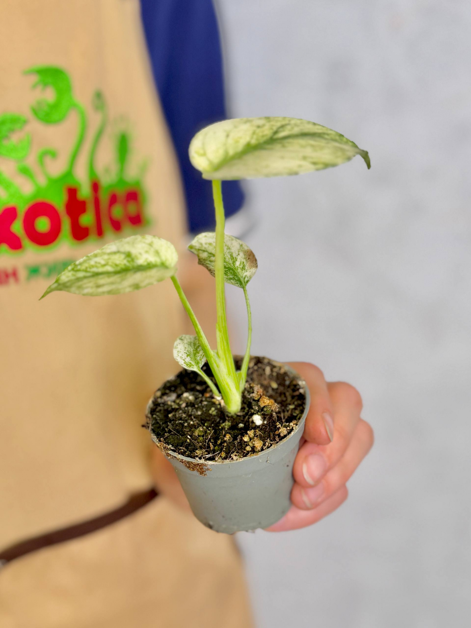 Монстера Вайт Монстер (Monstera White Monster) D6см