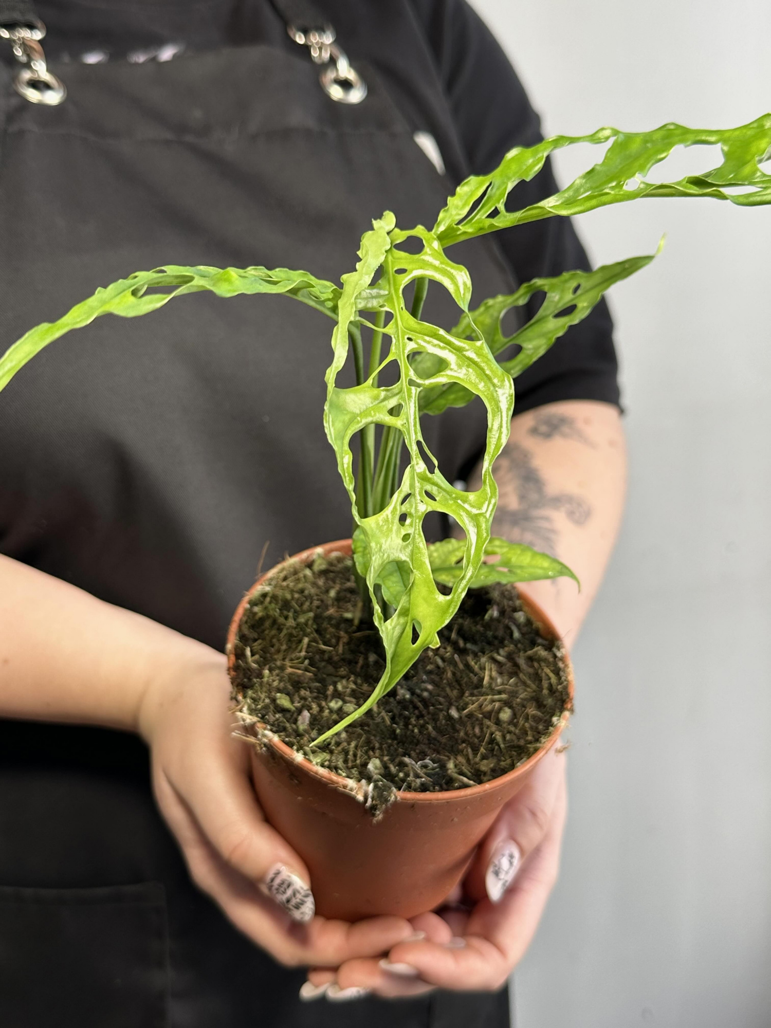 Монстера Обликва Перу (Monstera Obliqua Peru) D12см