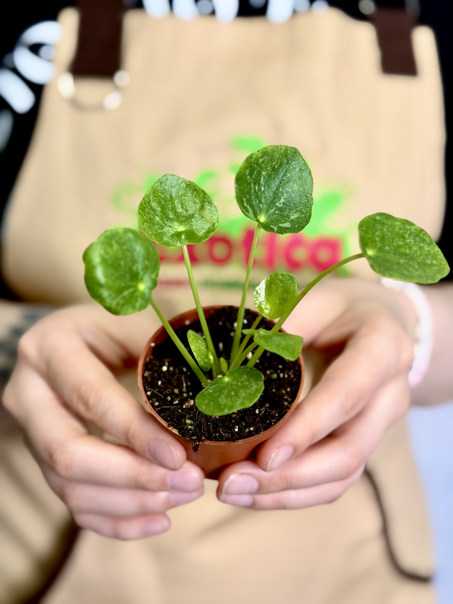 Пилея Пеперомиевидная Шугар (Pilea Peperomioides Sugar) D5см
