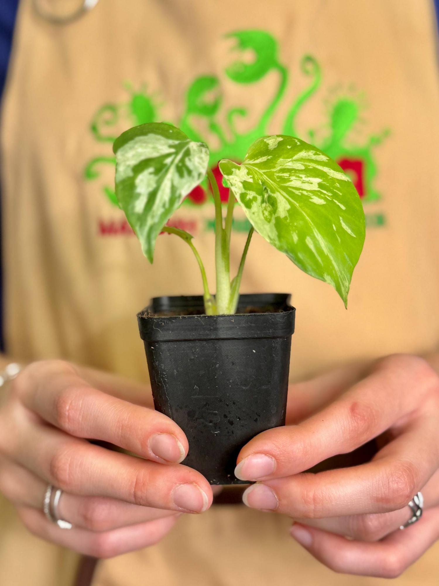 Монстера Бульбазавр (Monstera Bulbasaur) D6см