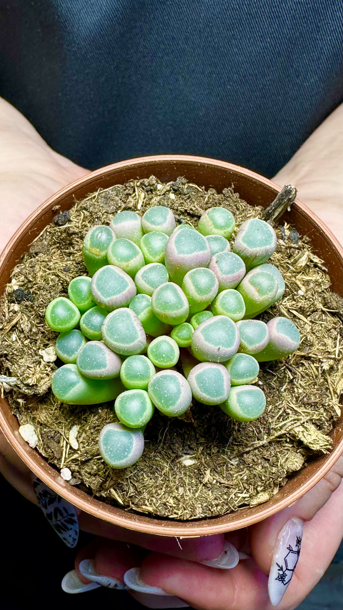 Литопсы Фенестрария Аурантика (Fenestraria Aurantiaca) D8,5см