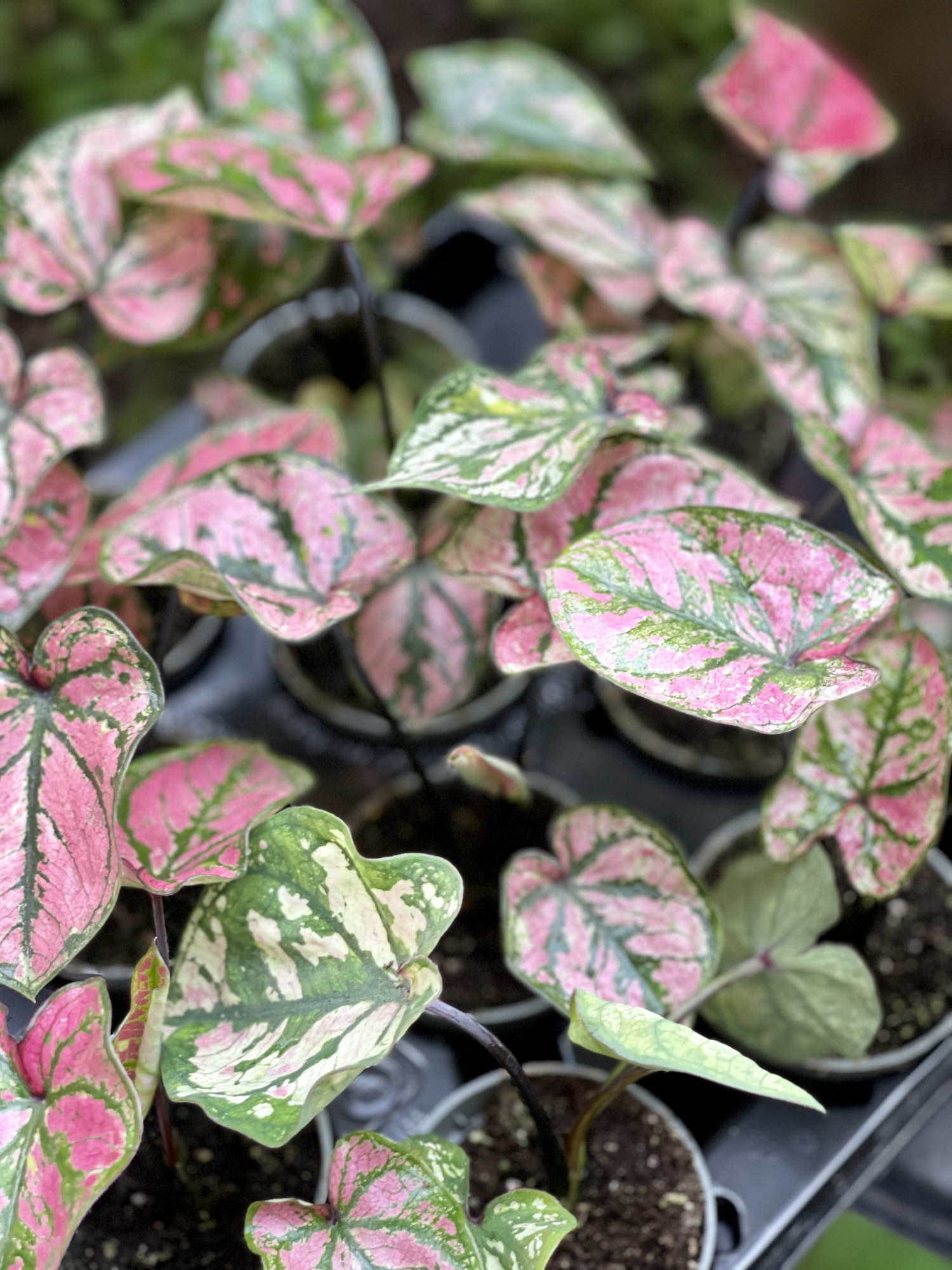 Каладиум Светло - Пурпурный (Caladium Purple Light) D6см