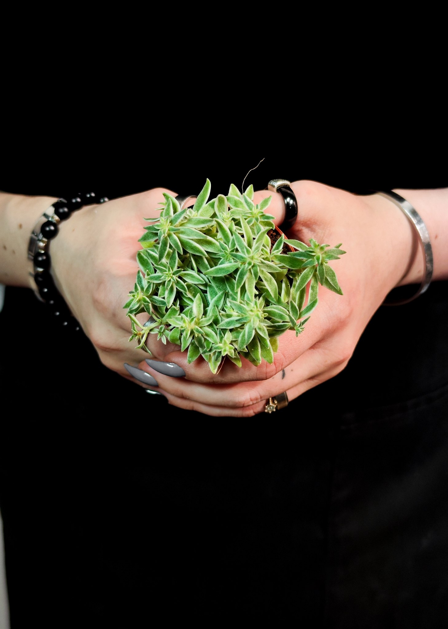 Седум Линейный Вариегата (Sedum Lineare Variegata) D5см