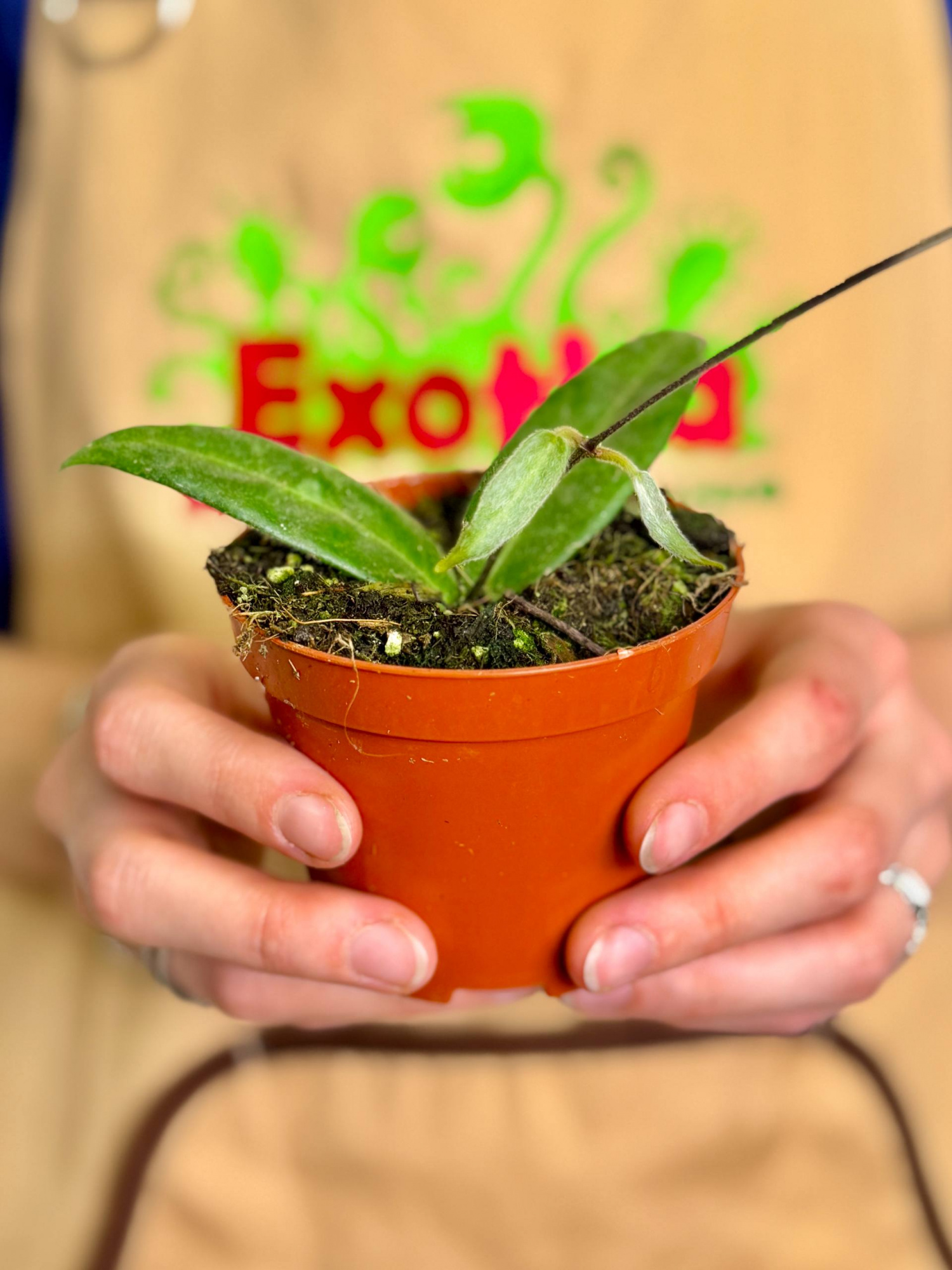 Хойя Гиполазия (Hoya Hypolasia) D8см