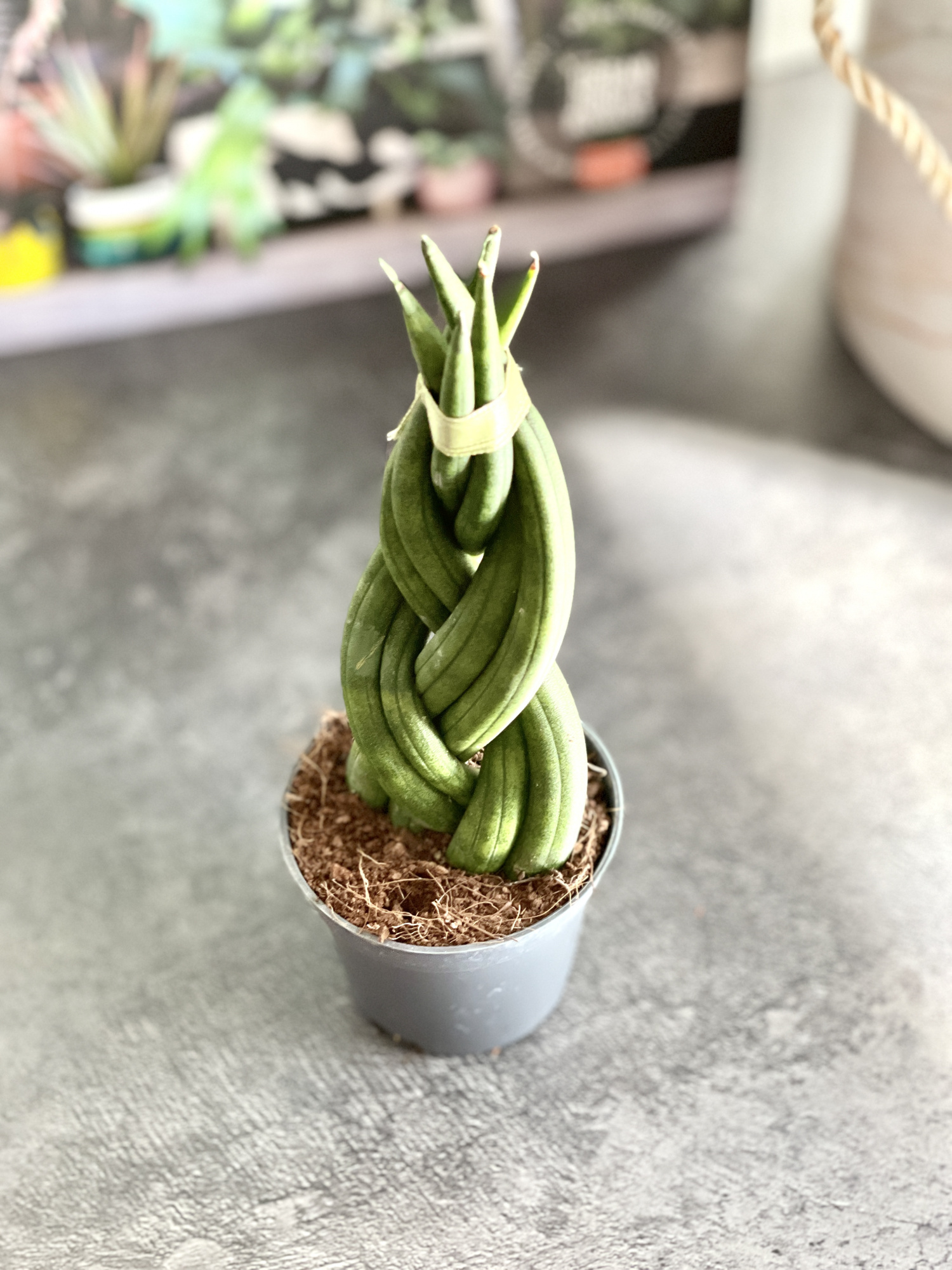 Сансевиерия Цилиндрическая Коса (Sansevieria Сylindrica Braid) D6см