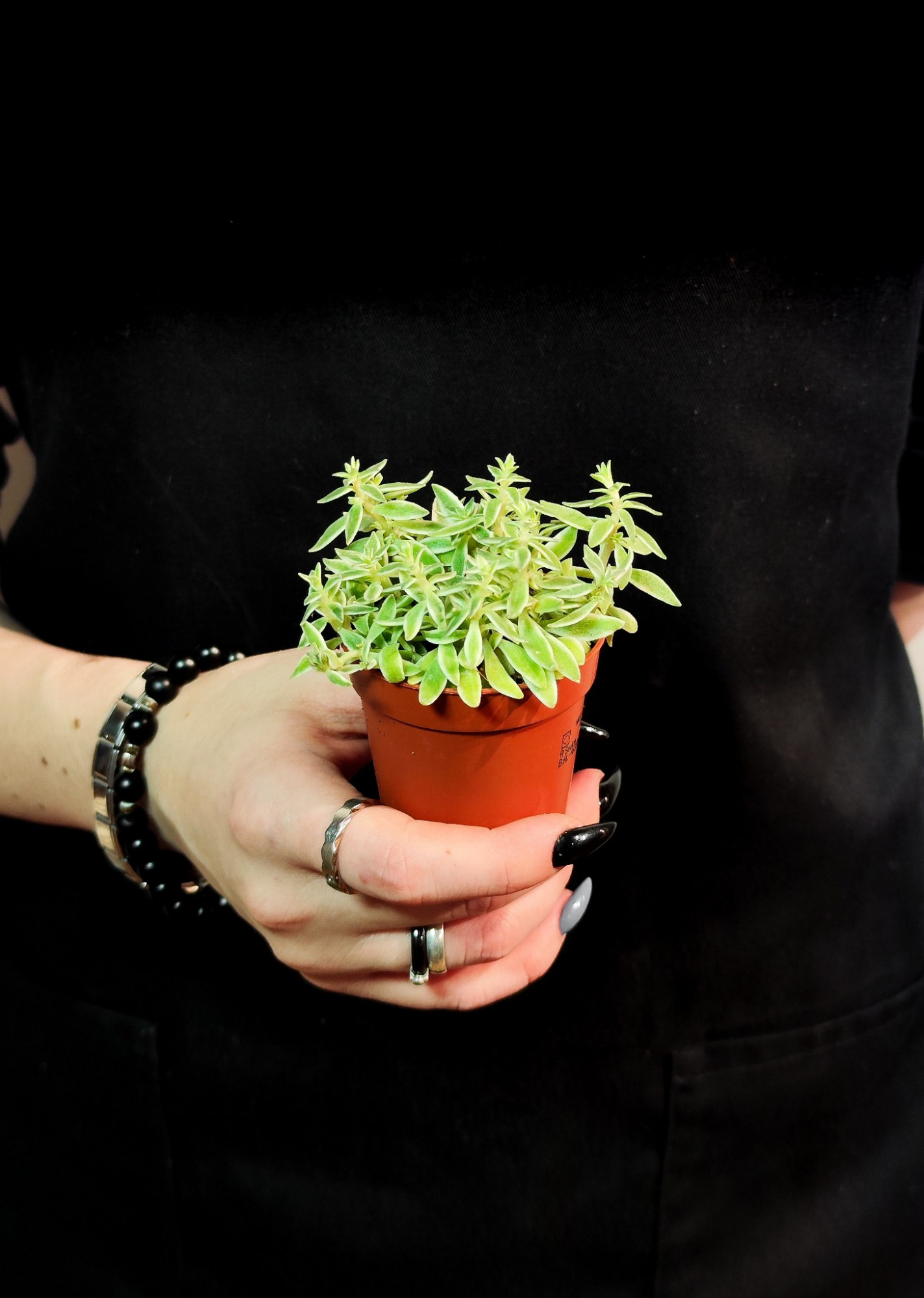 Седум Линейный Вариегата (Sedum Lineare Variegata) D5см