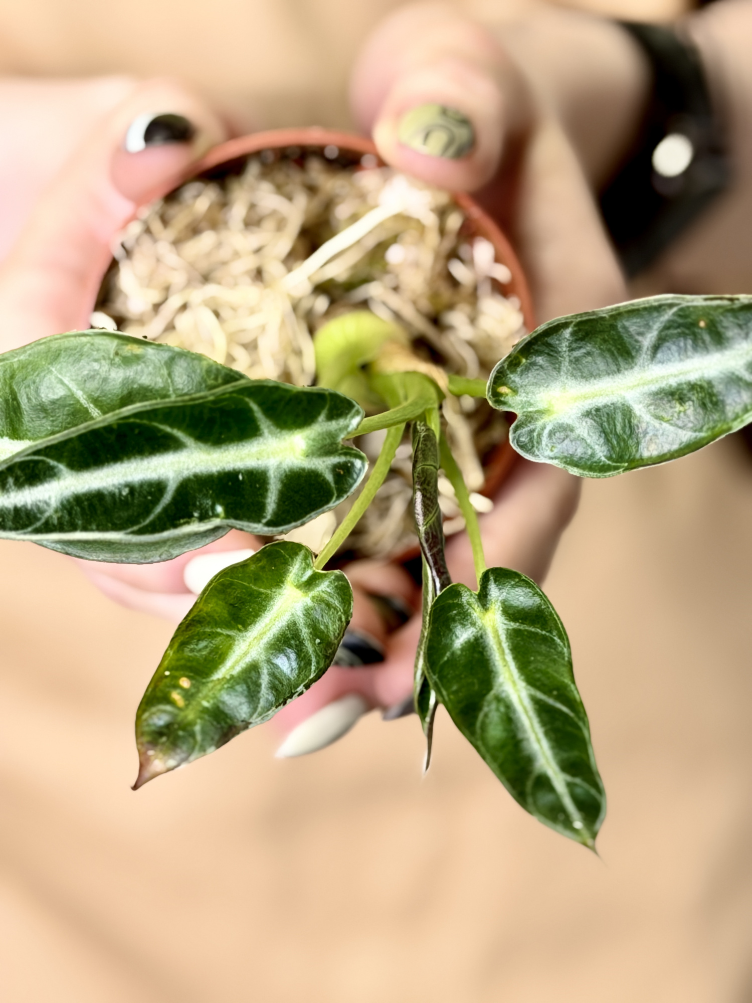 Алоказия Бамбино Эрроу (Alocasia Bambino Arrow) D6см