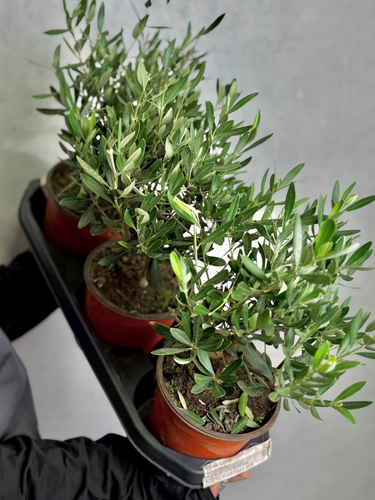 Олива европейская, или Оливковое дерево (Olea Europaea Bush) D15см