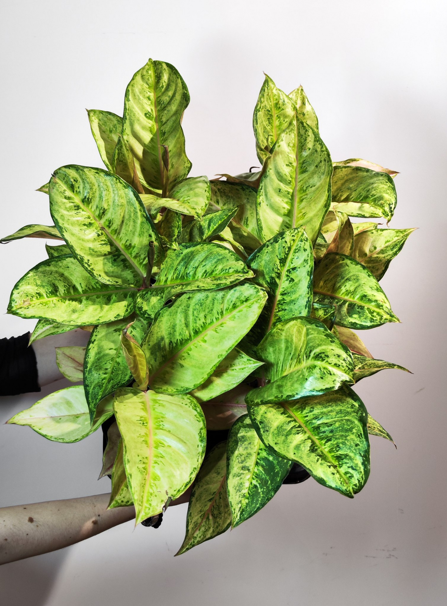 Аглаонема Корн Силк (Aglaonema Corn Silk) D12см