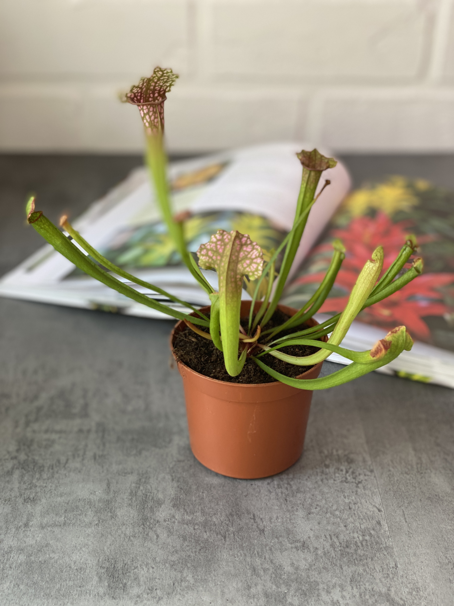Саррацения Сопера (Sarracenia Juthatip Soper) D9см