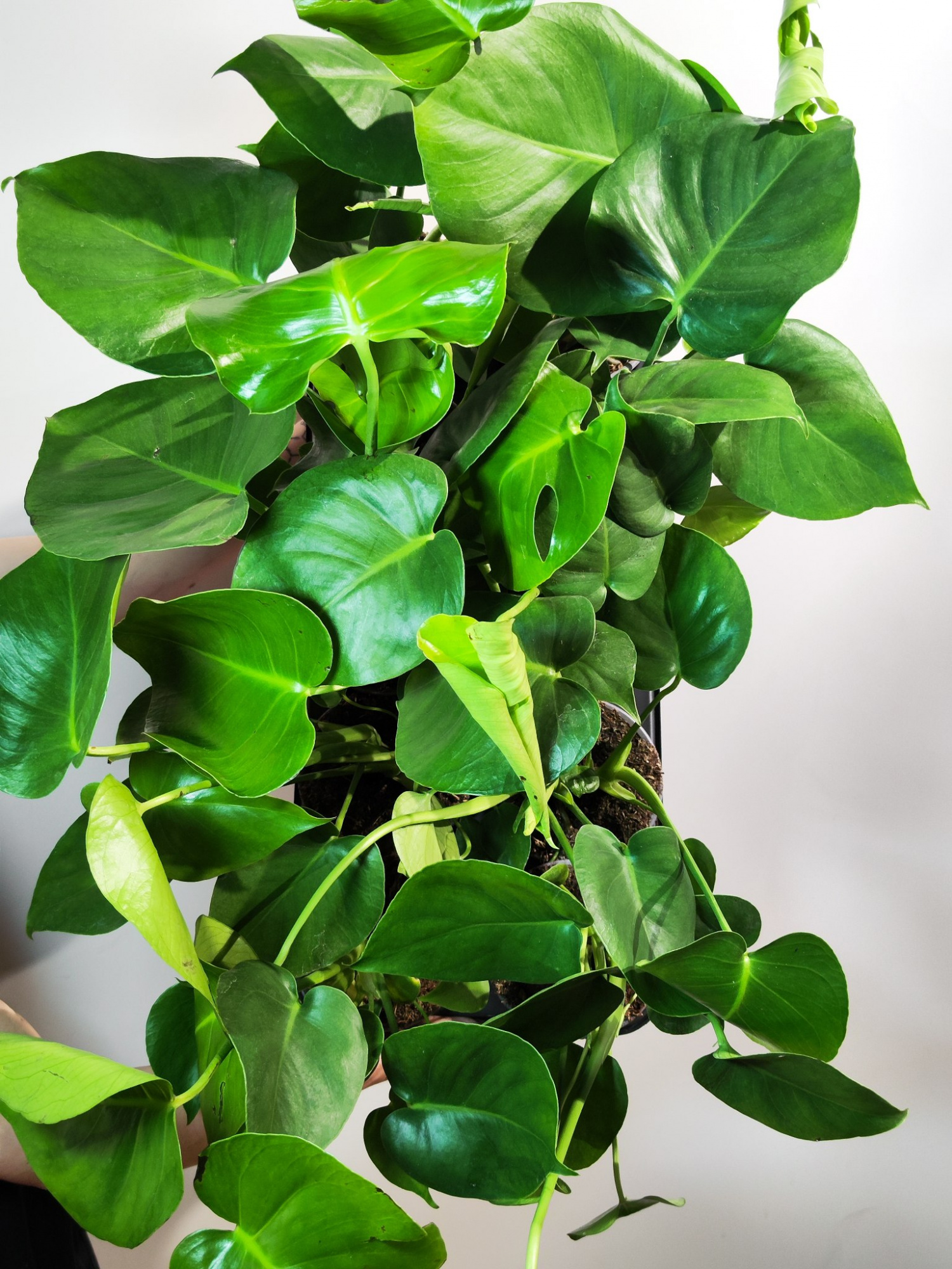 Монстера Деликатесная (Monstera Deliciosa) D12см