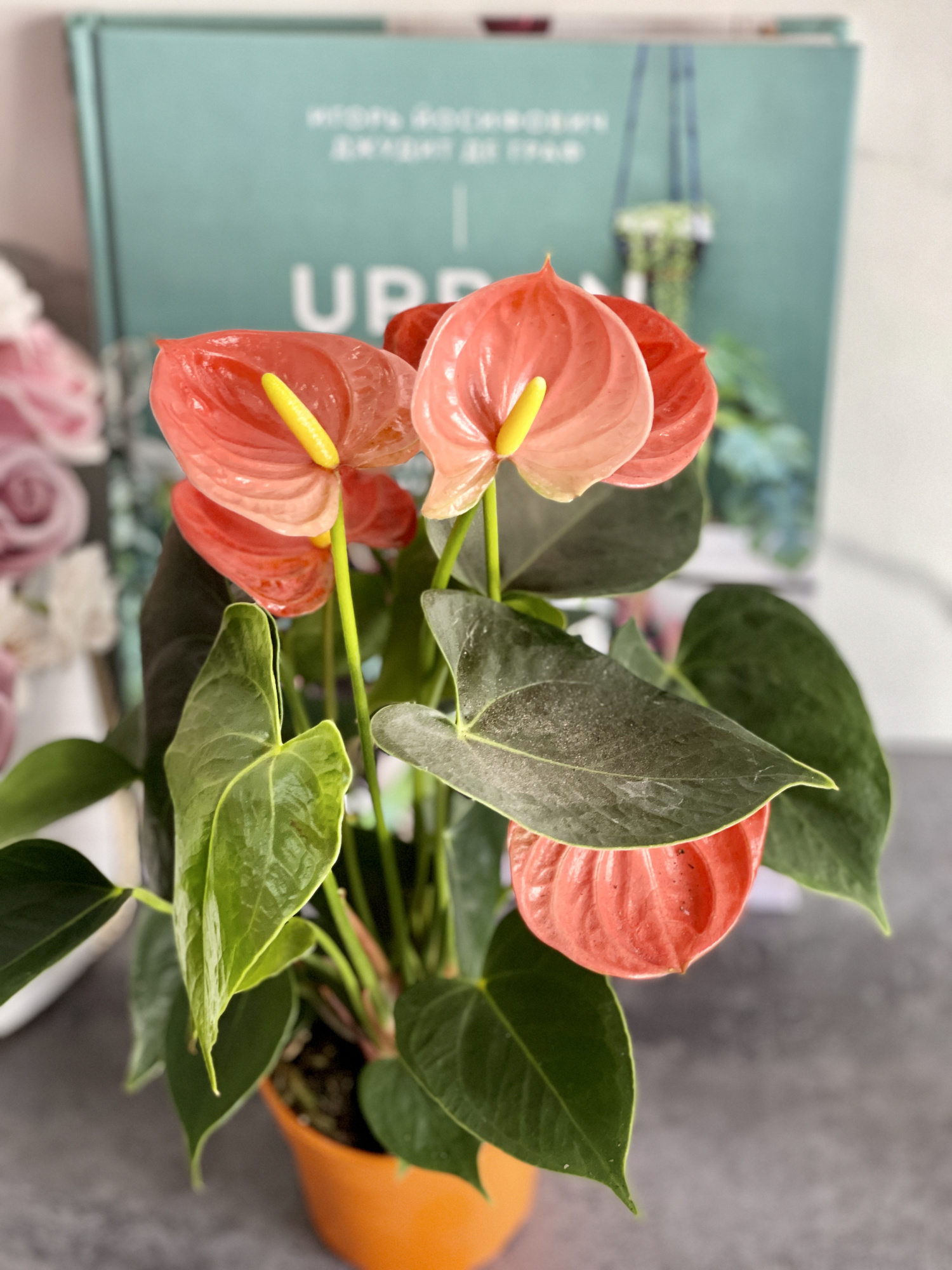 Антуриум Андре Оранжевый (Anthurium Аndraeanum Orange) D9см