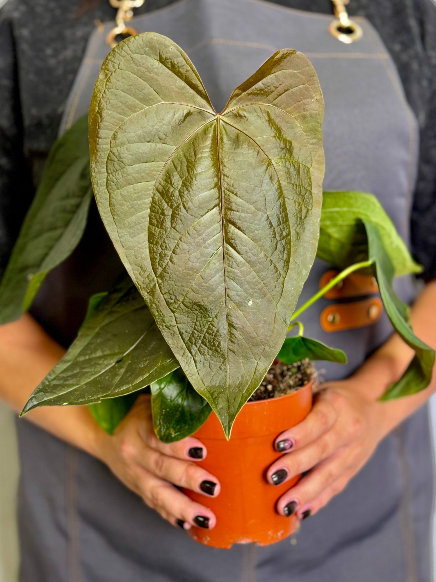 Антуриум Квин оф Хертс (Anthurium Queen Of Heart) D12см