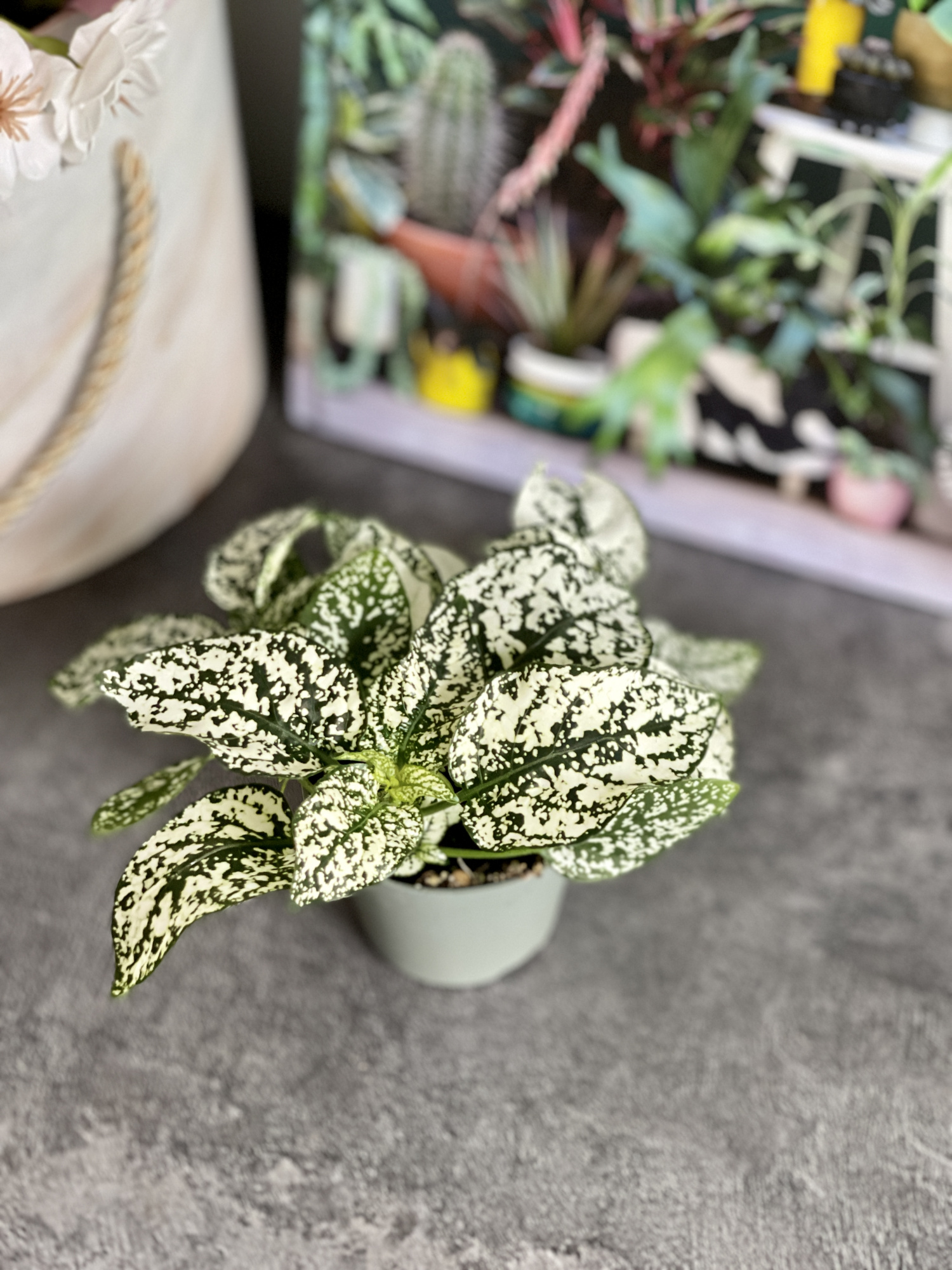 Гипоэстес Листоколосковый Вайт (Hypoestes Phyllostachya White) D6см