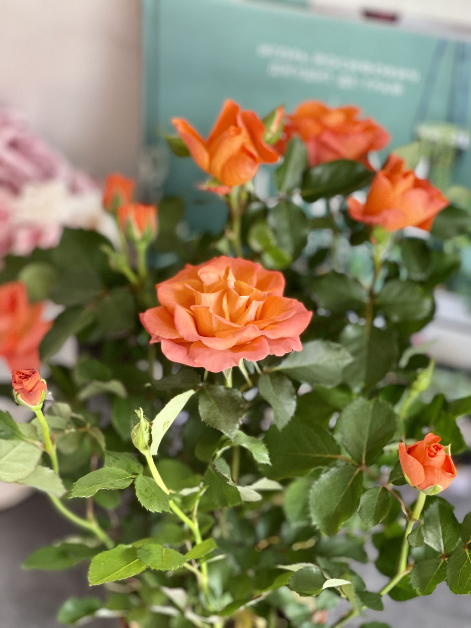 Роза оранжевая комнатная (Rose Orange) D9см
