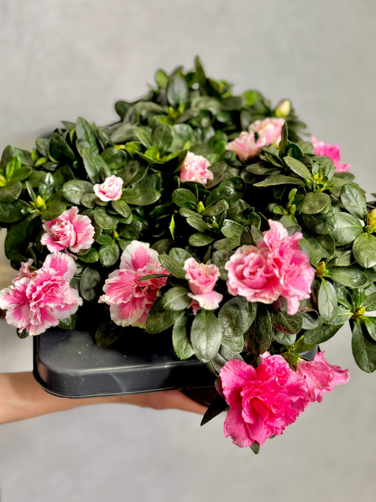 Рододендрон (Азалия) Индика Биколор (Azalea Indica Bicolor) D13см