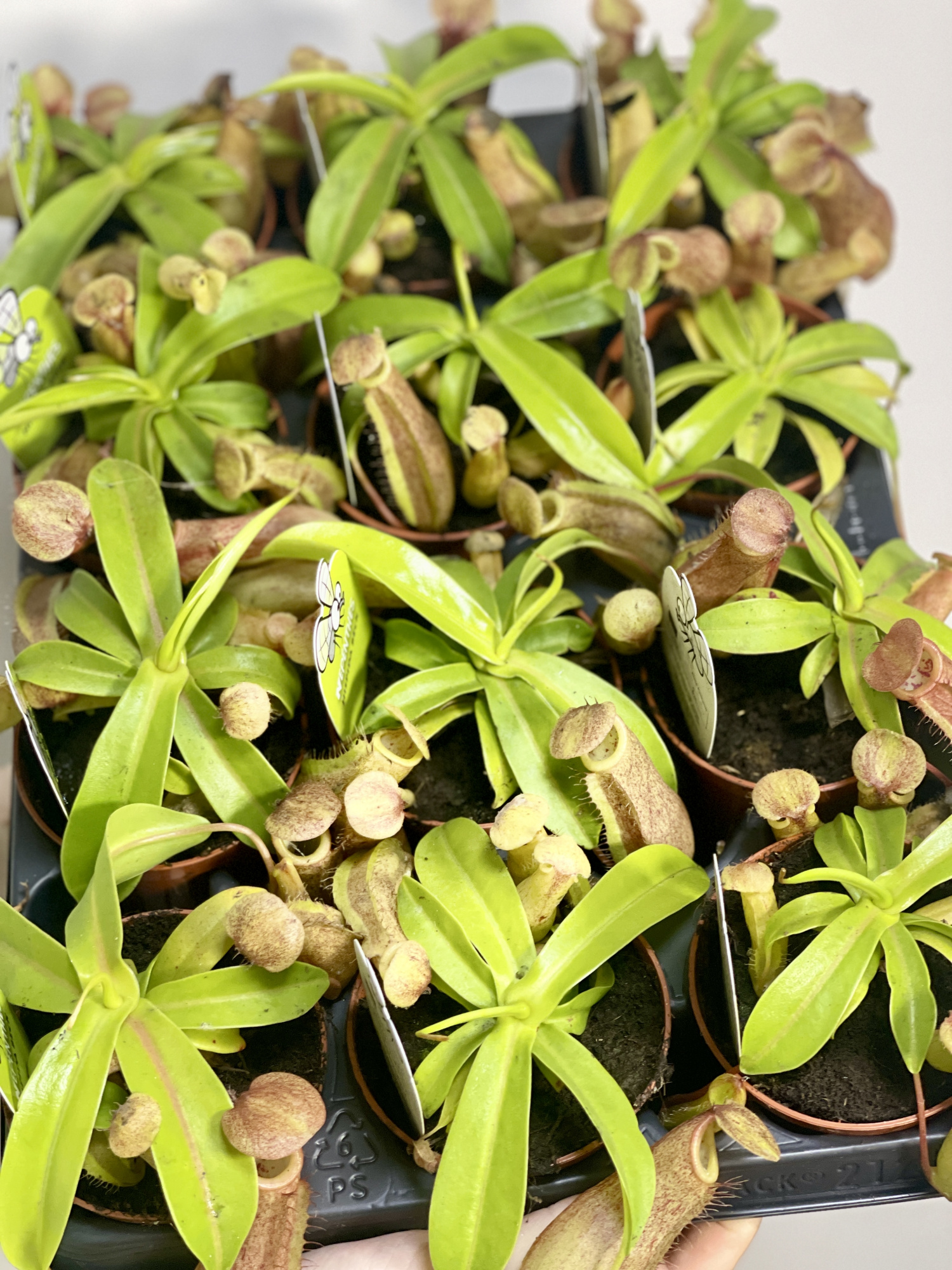 Непентес Линда (Nepenthes Linda) D9см