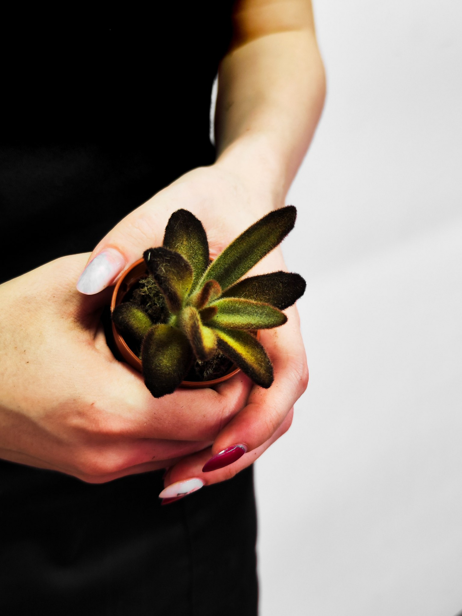 Каланхоэ Голден Гёрл (Kalanchoe Golden Girl) D5см