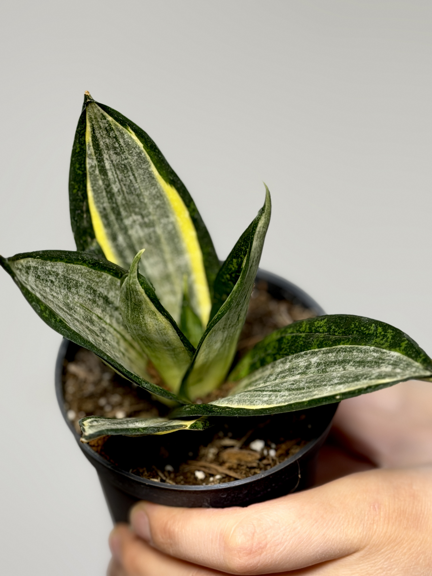 Сансевиерия Ханни Сильвер Зебра (Sansevieria Hahnii Silver Zebra) D9см