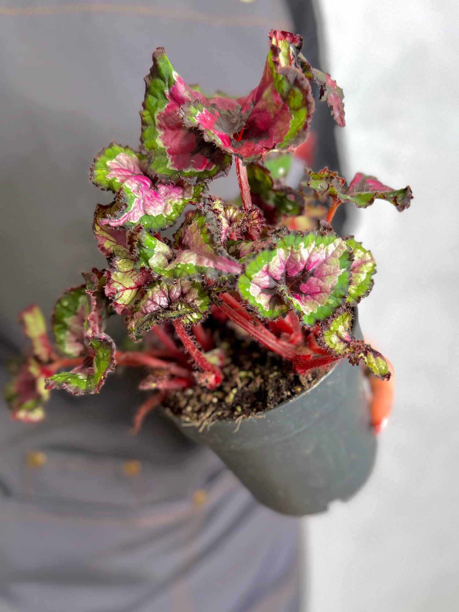 Бегония Макарена (Begonia Rex Macarena) D12см