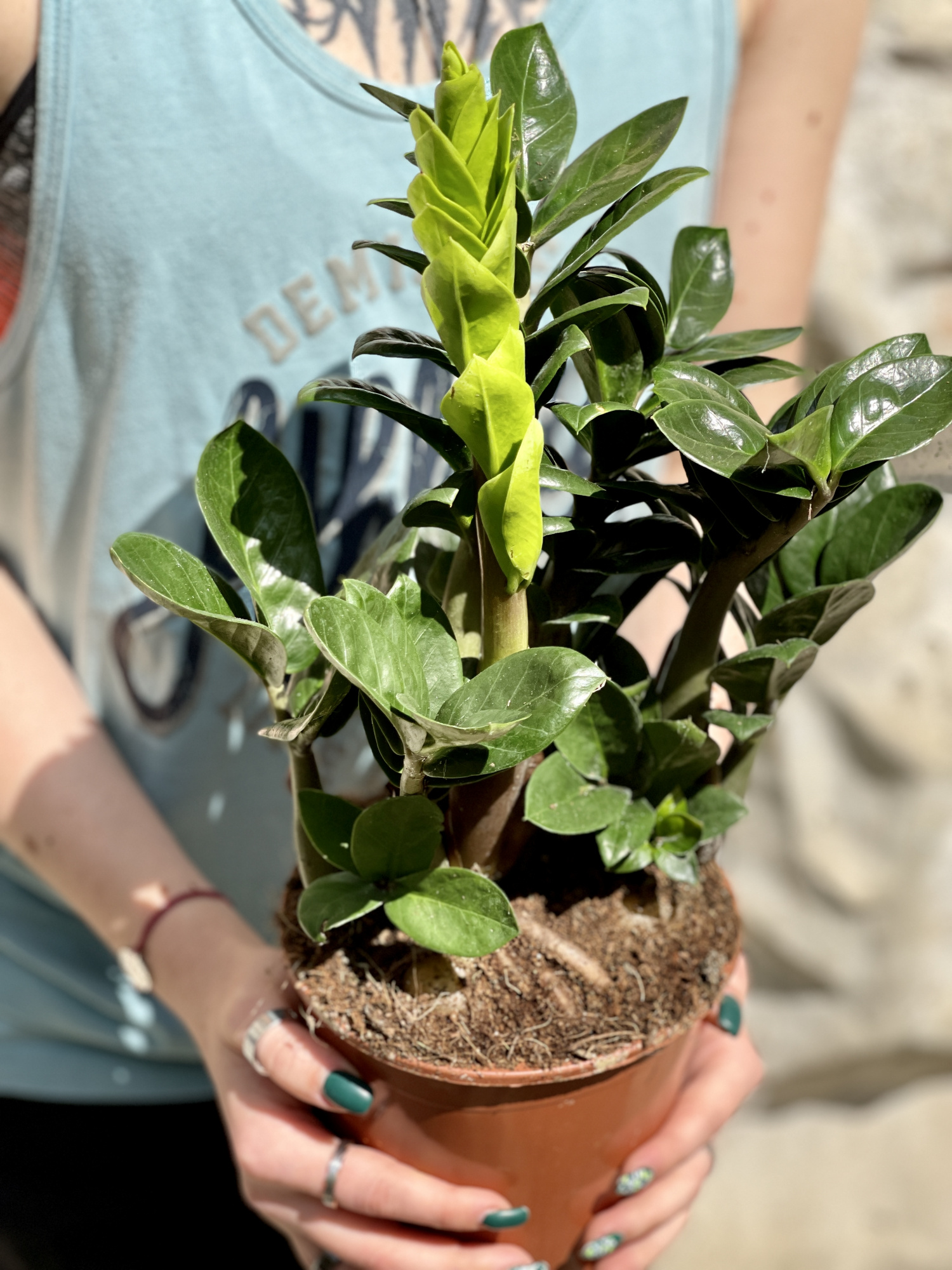 Замиокулькас Зензи (Zamioculcas Zenzi) D14см