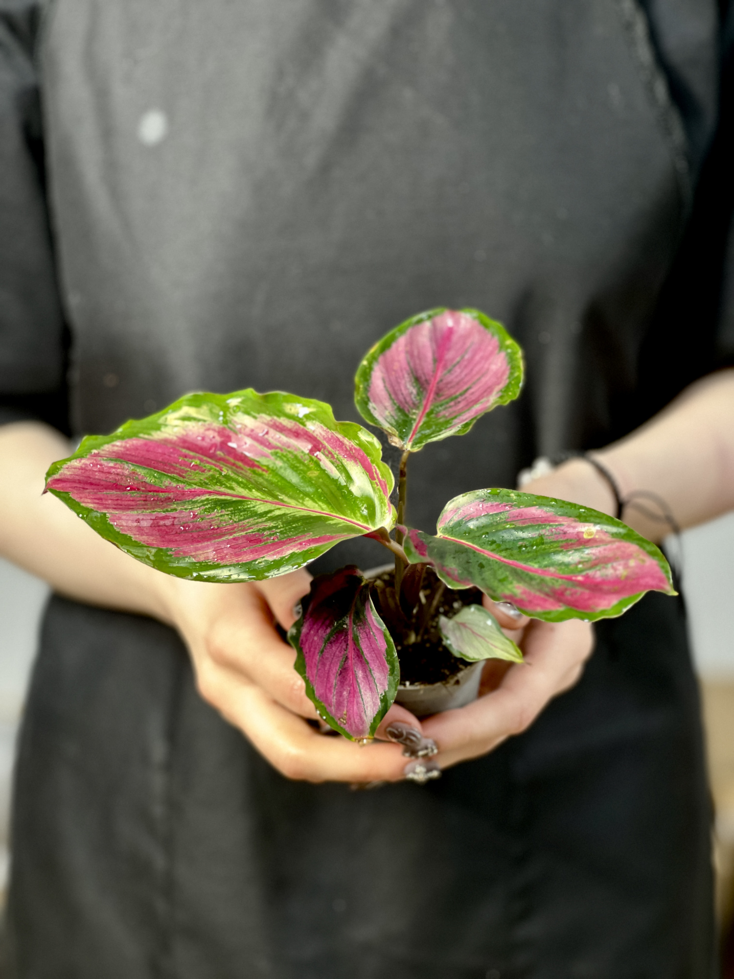 Калатея Розеопикта Мисти Ред (Calathea Roseopicta Misty Red) D6см