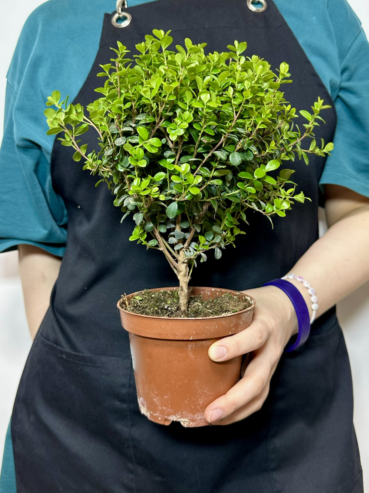 Мирсина Африканская (Myrsine Africana) D12см