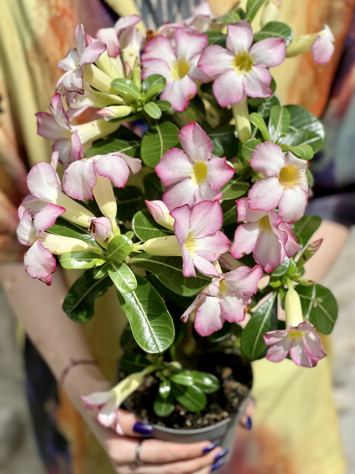 Адениум Тучный Пинк Стар (Adenium Obesum Pink Star) D12см