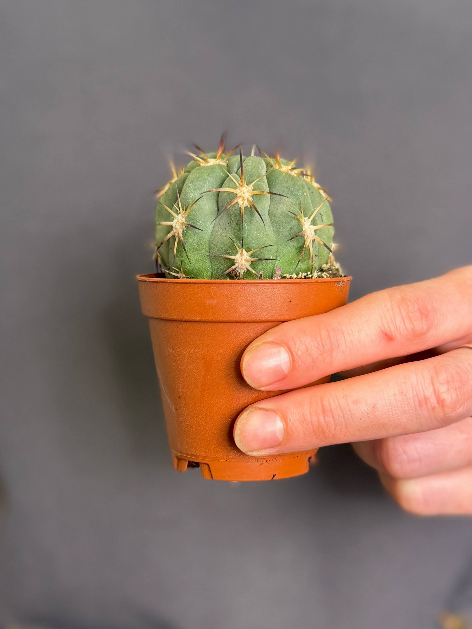 Гимнокалициум Сизый Феррари, или Гимнокалициум Глаукум (Gymnocalycium Glaucum) D5см