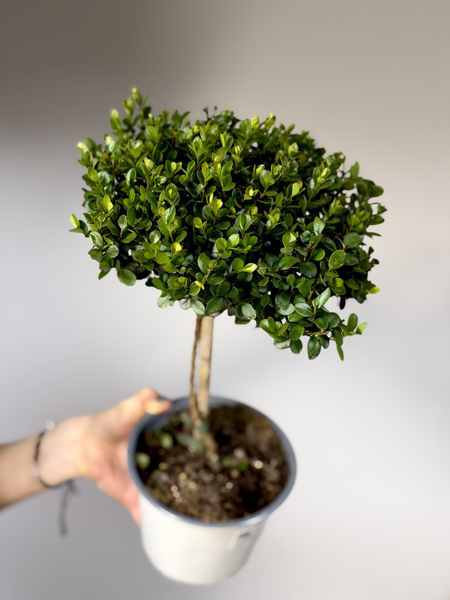 Мирсина Африканская (Myrsine Africana) D14см