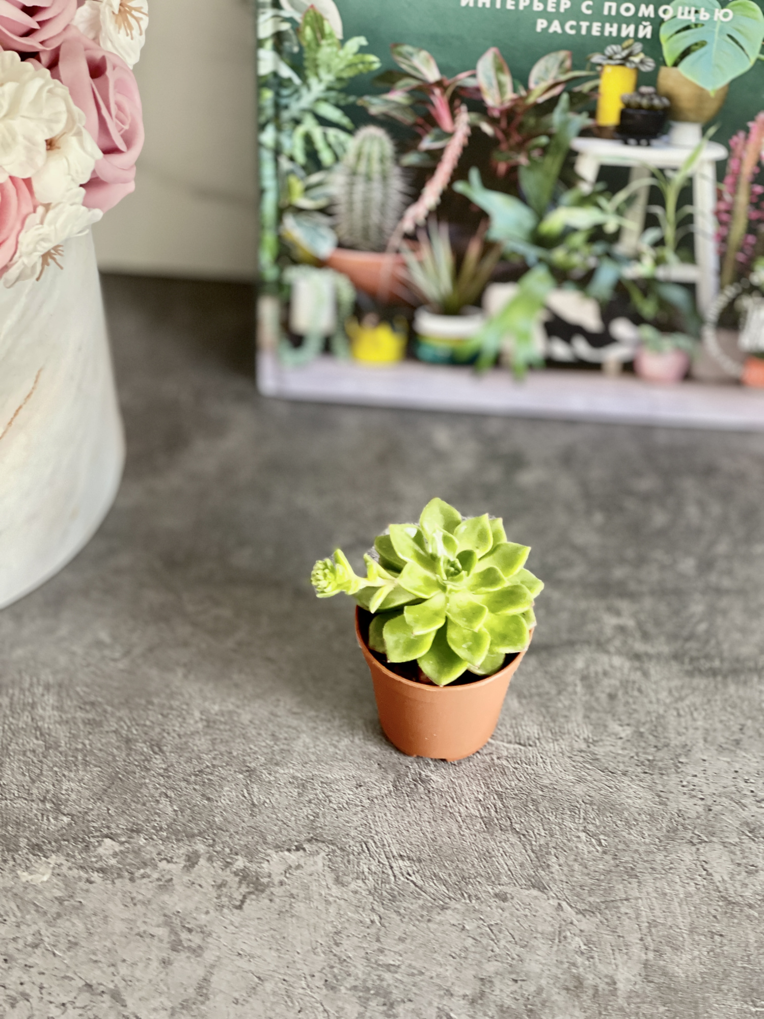 Эхеверия Аффинис Грин (Echeveria Affinis Green) D5см