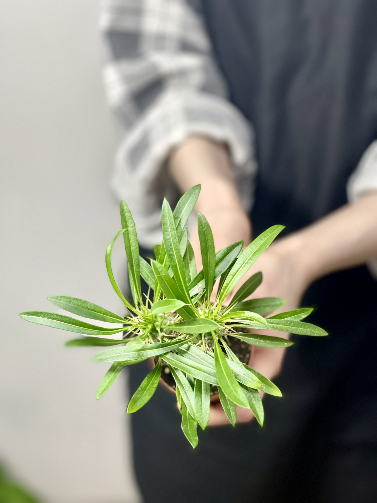 Пахиподиум Ламера, Суккулентное Дерево (Pachypodium Lamerei) D6см