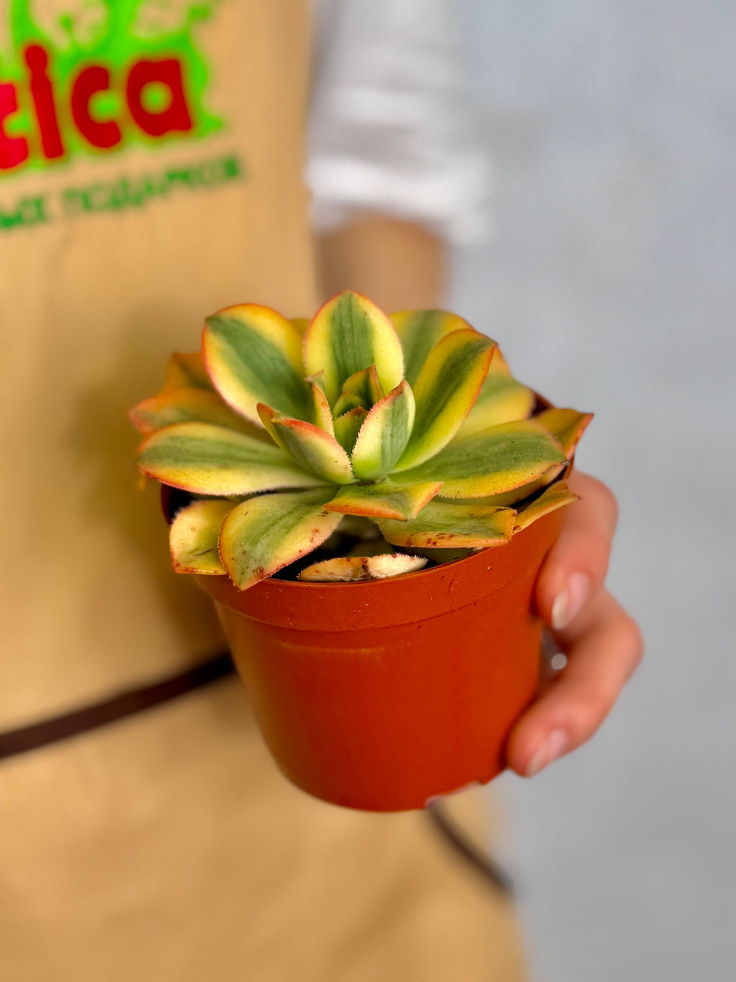 Эониум Старберст (Aeonium Starburst) D8,5см