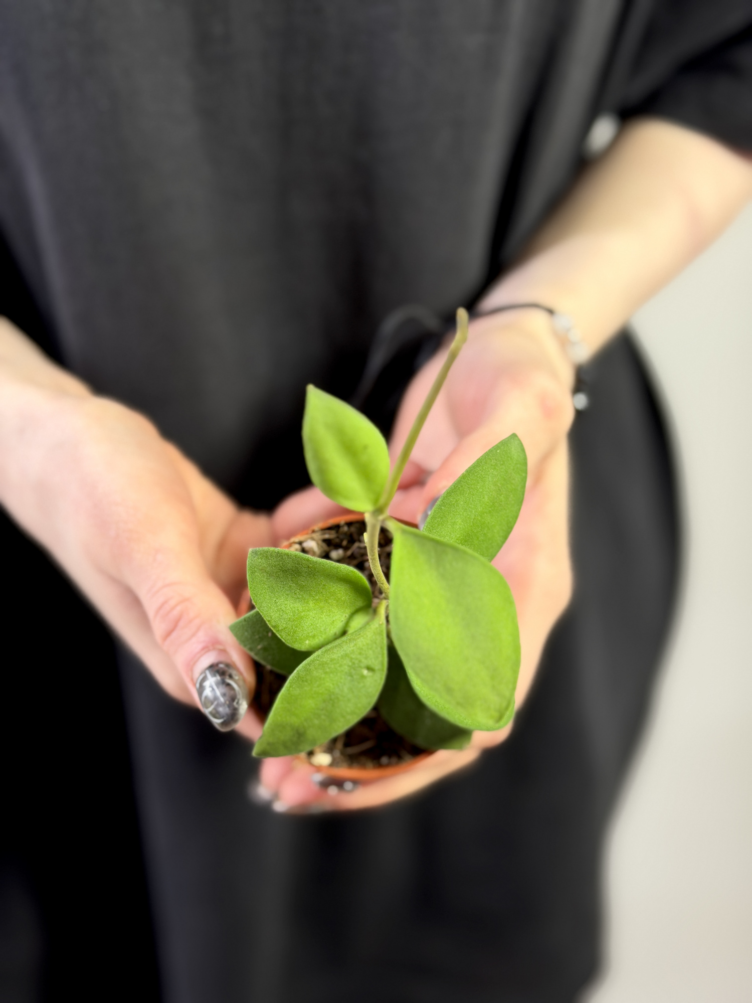 Хойя Нуммулариоидес (Hoya Nummularioides) D6см