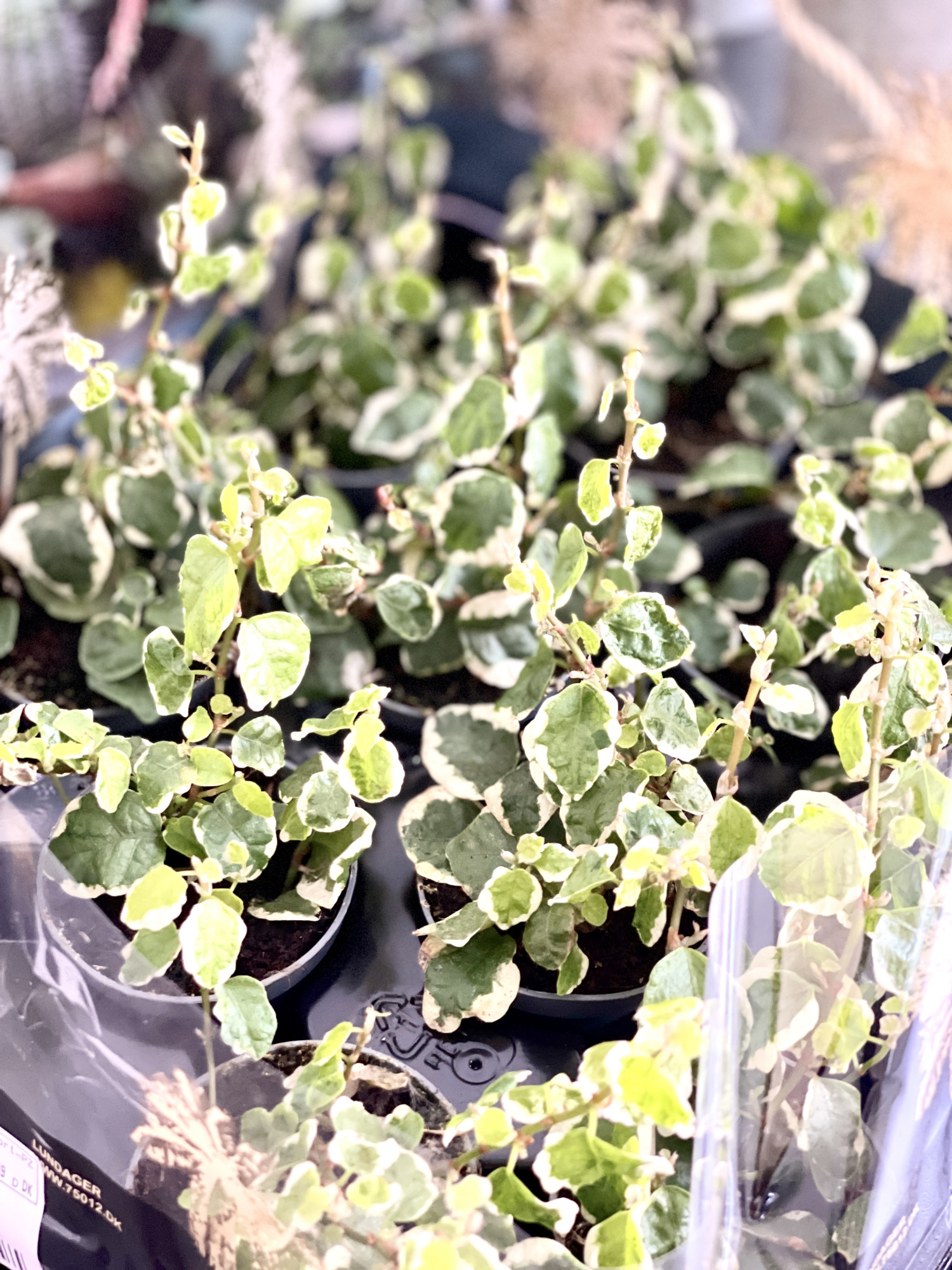Фикус «Пумила Белла Санни» (Ficus Pumila Belle Sunny) D6см