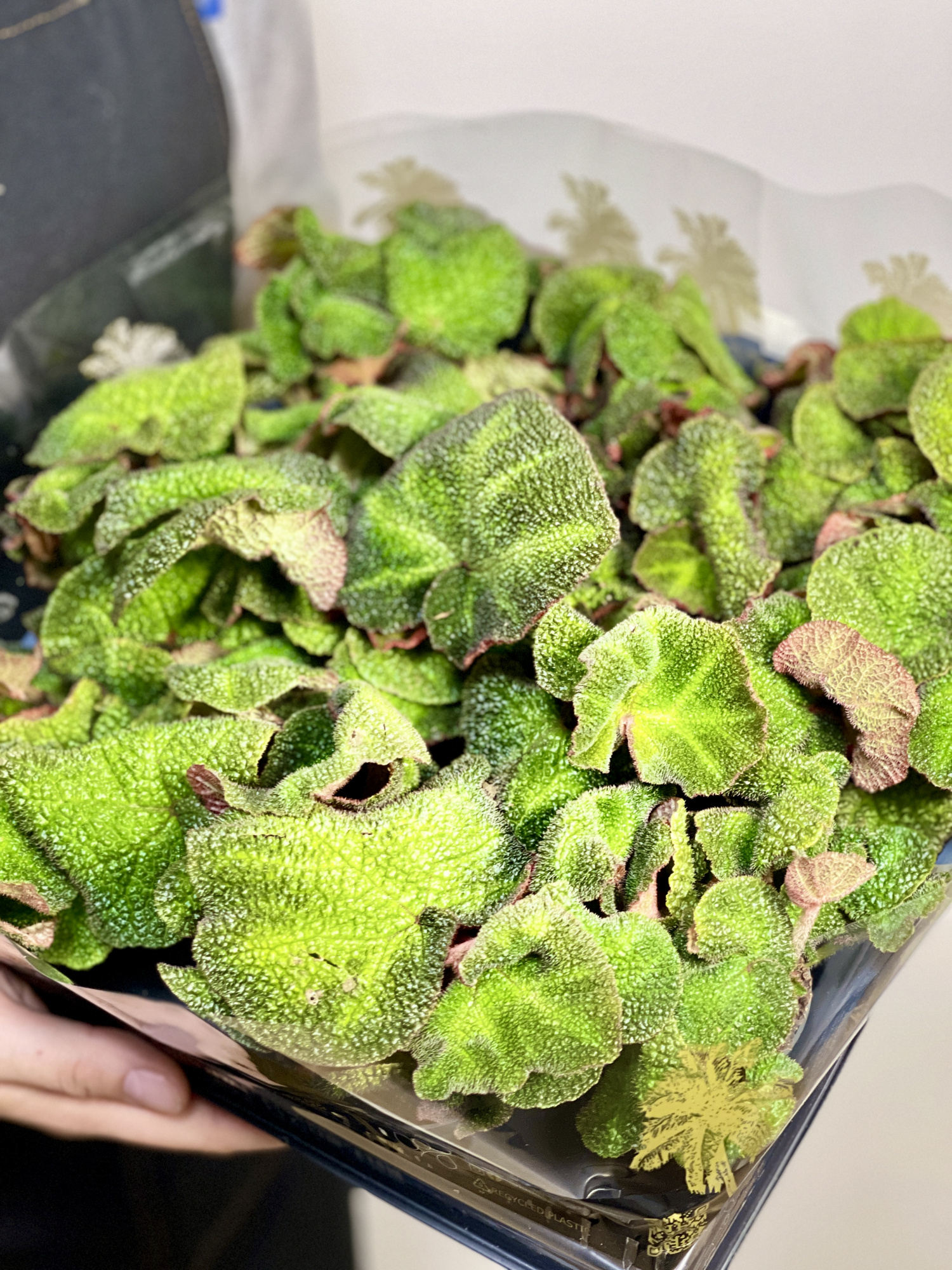 Бегония Соли-Мутата (Begonia Soli-Mutata) D6см