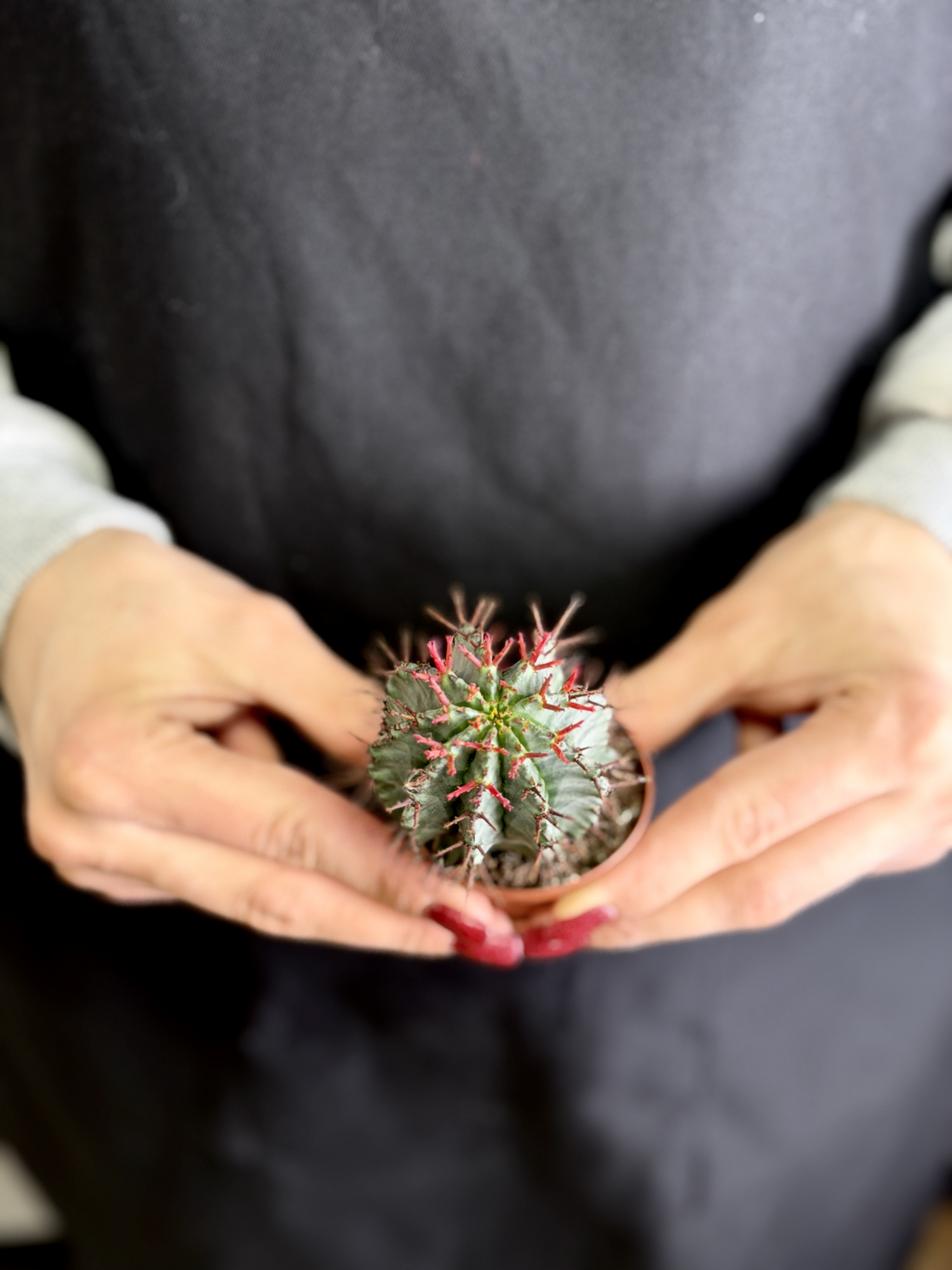 Эуфорбия Хоррида Стриата (Euphorbia Horrida Striata) D5см