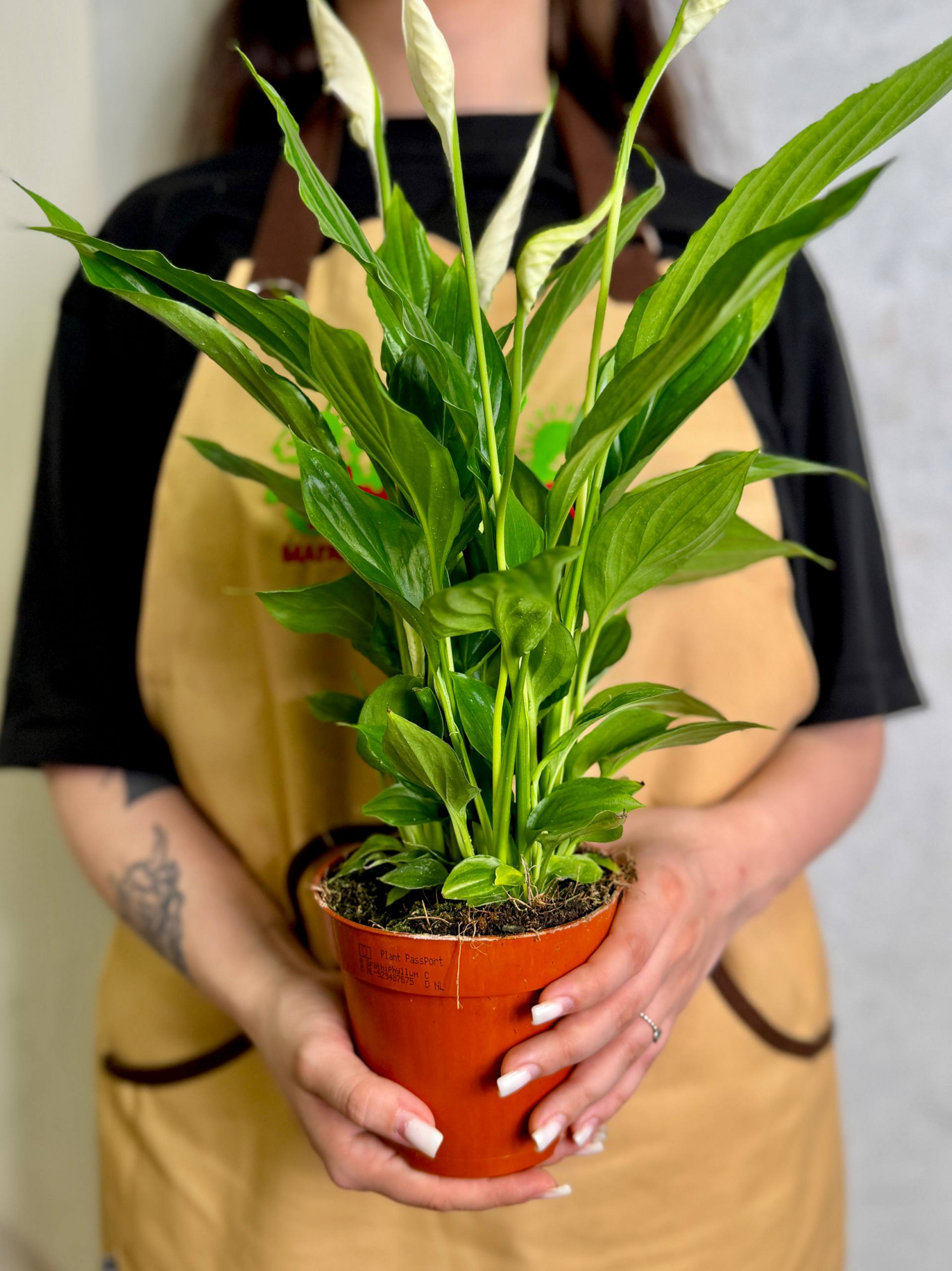 Спатифиллум Торелли (Spathiphyllum Torelli) D12см