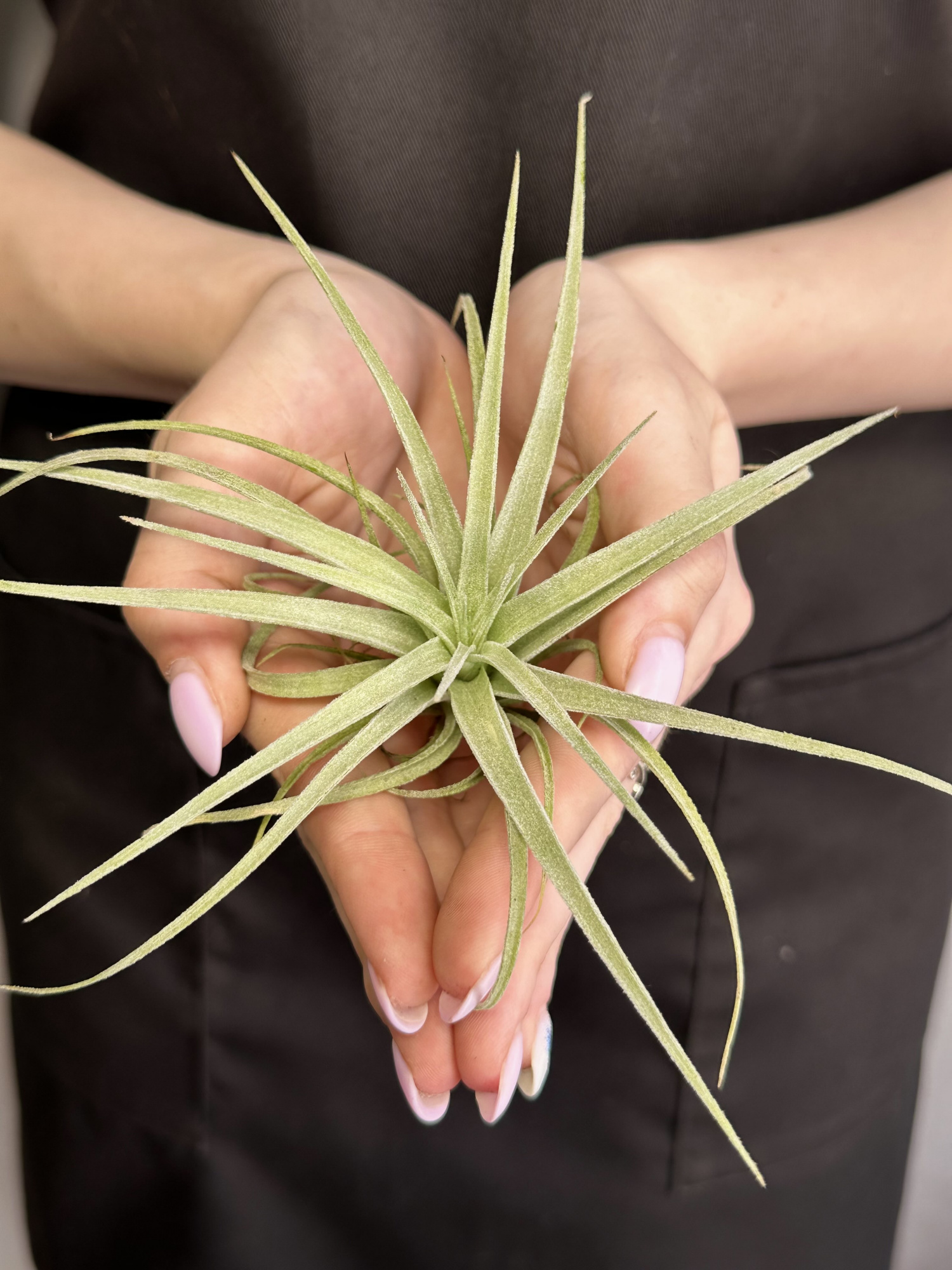 Тилландсия Полиана (Tillandsia Pohliana)