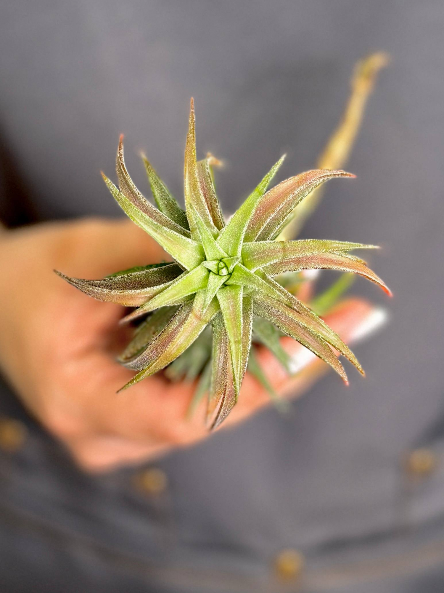 Тилландсия Ионанта Хайнинги (Tillandsia Ionantha var. Vanhyningii)