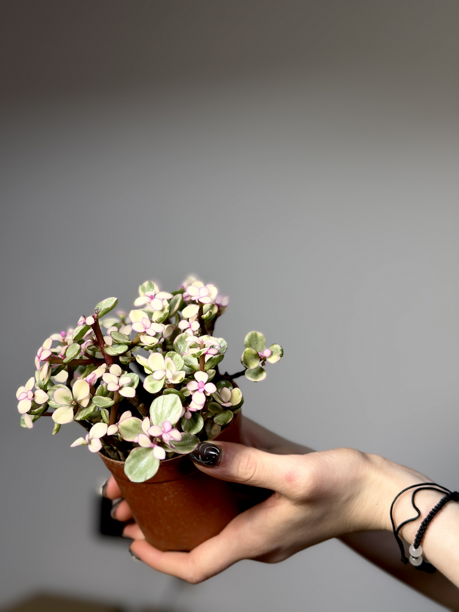 Портулакария Афра Вариегатная, Цветущая (Portulacaria Afra Variegata Flowering) D9см