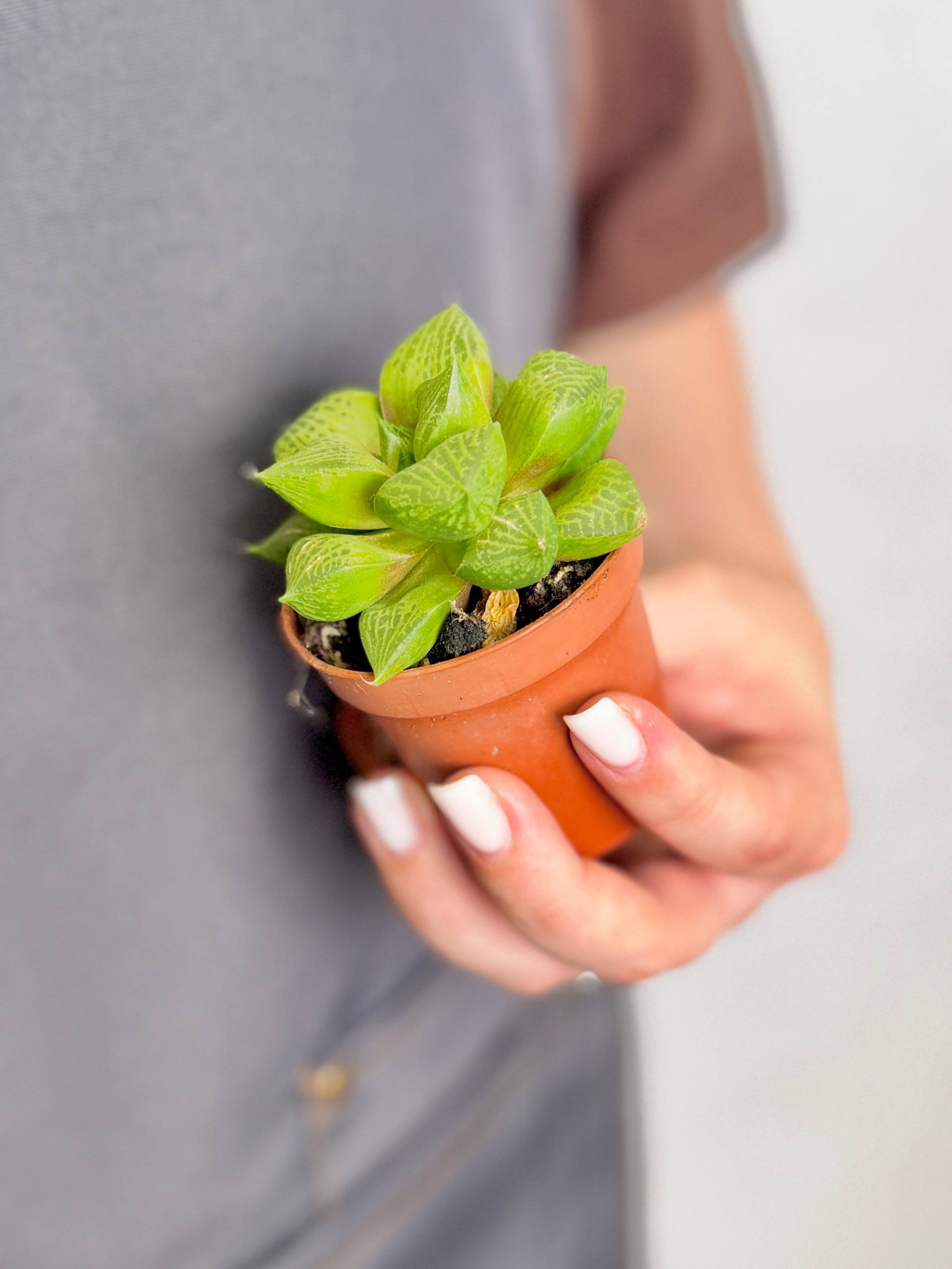 Хавортия Комптониана (Haworthia Сomptoniana) D5см