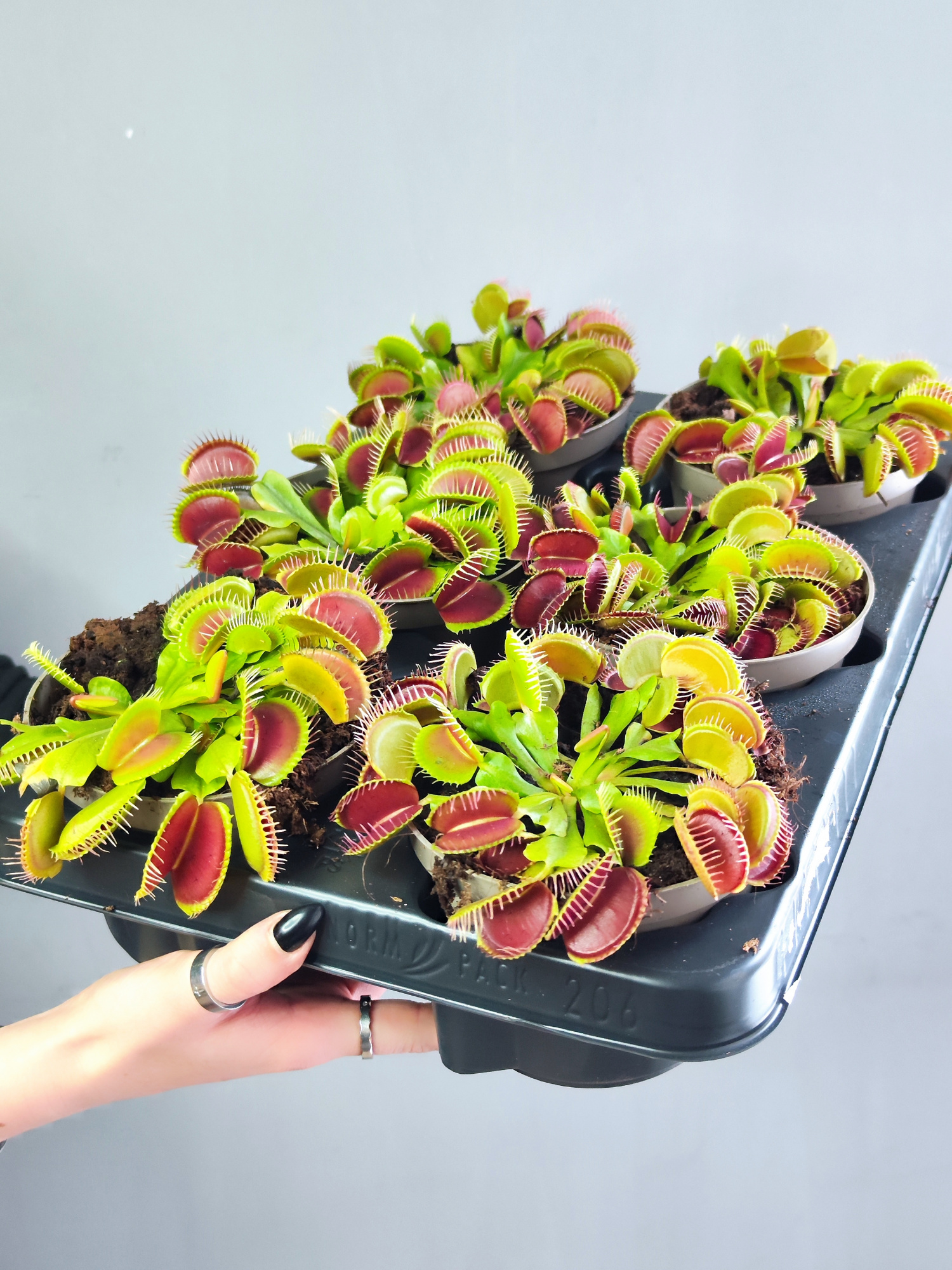 Венерина Мухоловка "Змей Горыныч" (Dionaea Muscipula) D12см