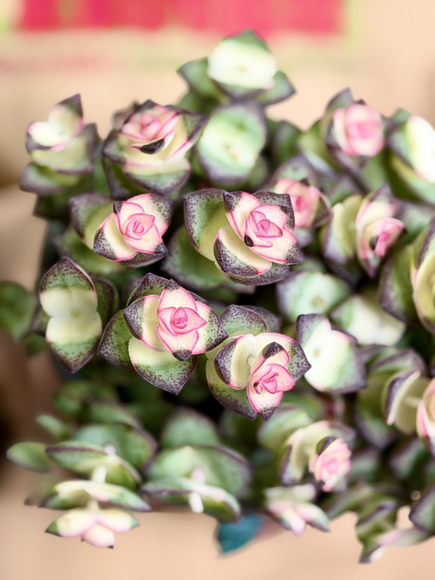 Крассула Стар Принц Брокадэ (Crassula Star Prince Brocade) D11см