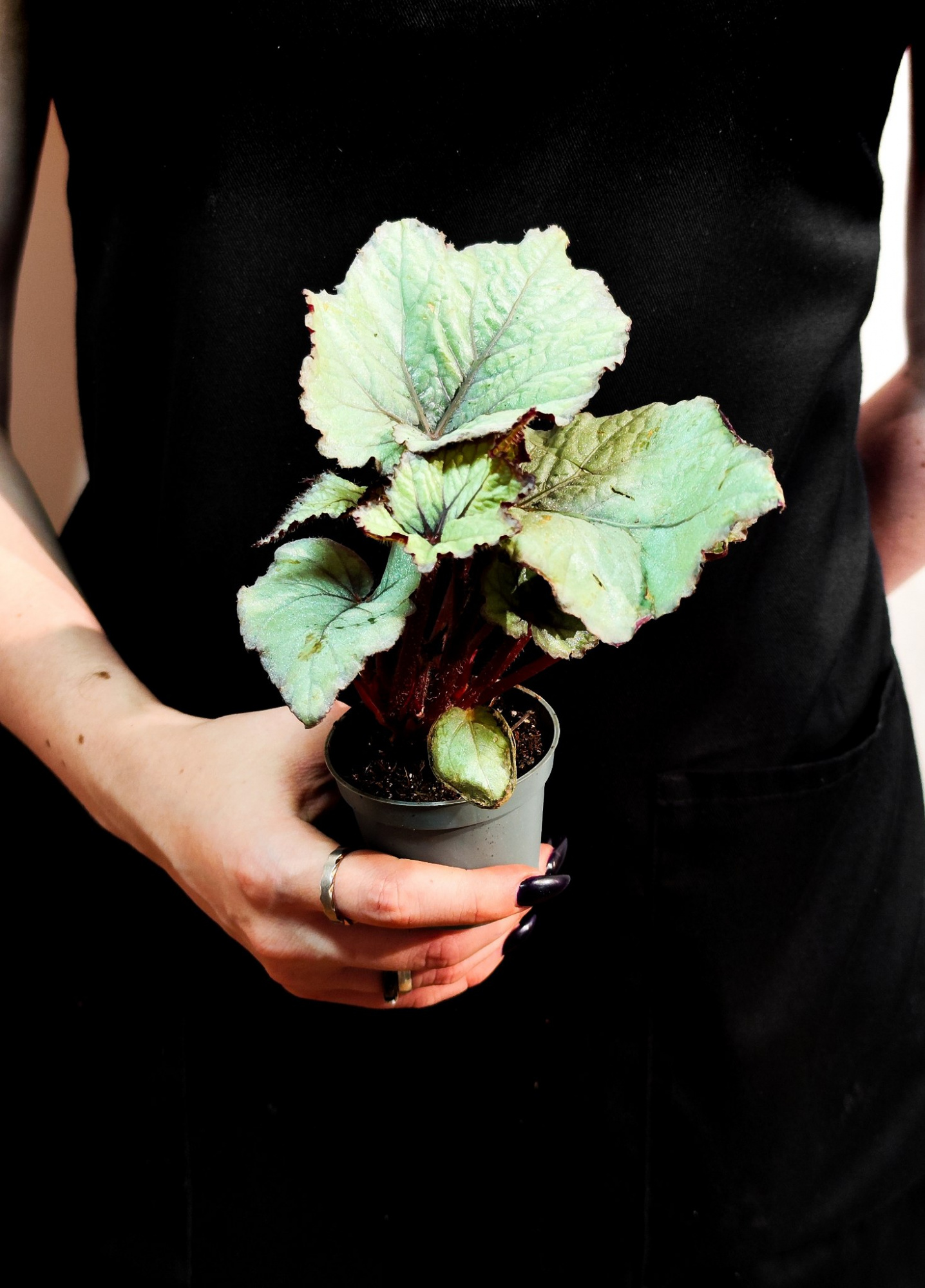 Бегония Рекс Спирит (Begonia Rex Spirit) D6см