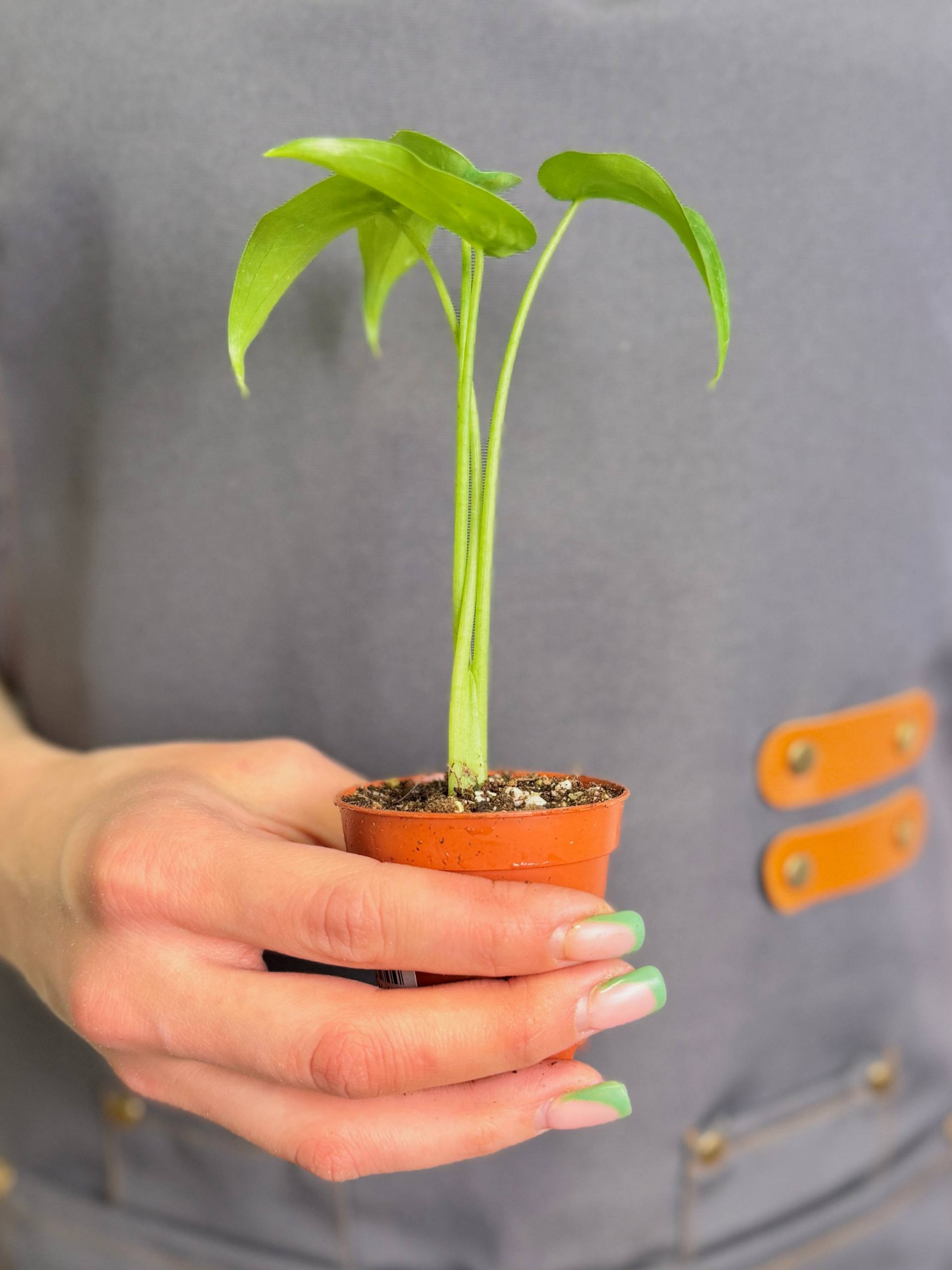 Алоказия Кукулата (Alocasia Cucullata) D6см