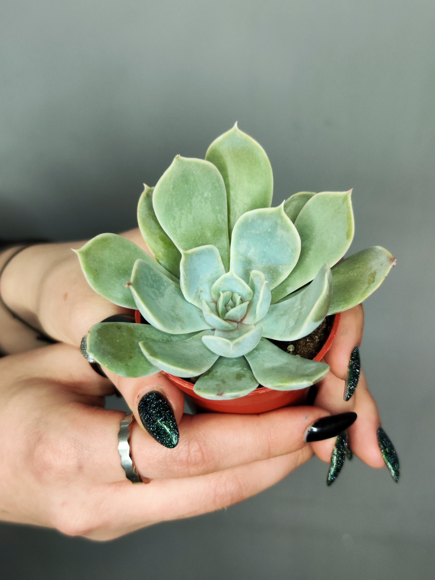 Эхеверия Электра (Echeveria Electra) D5см